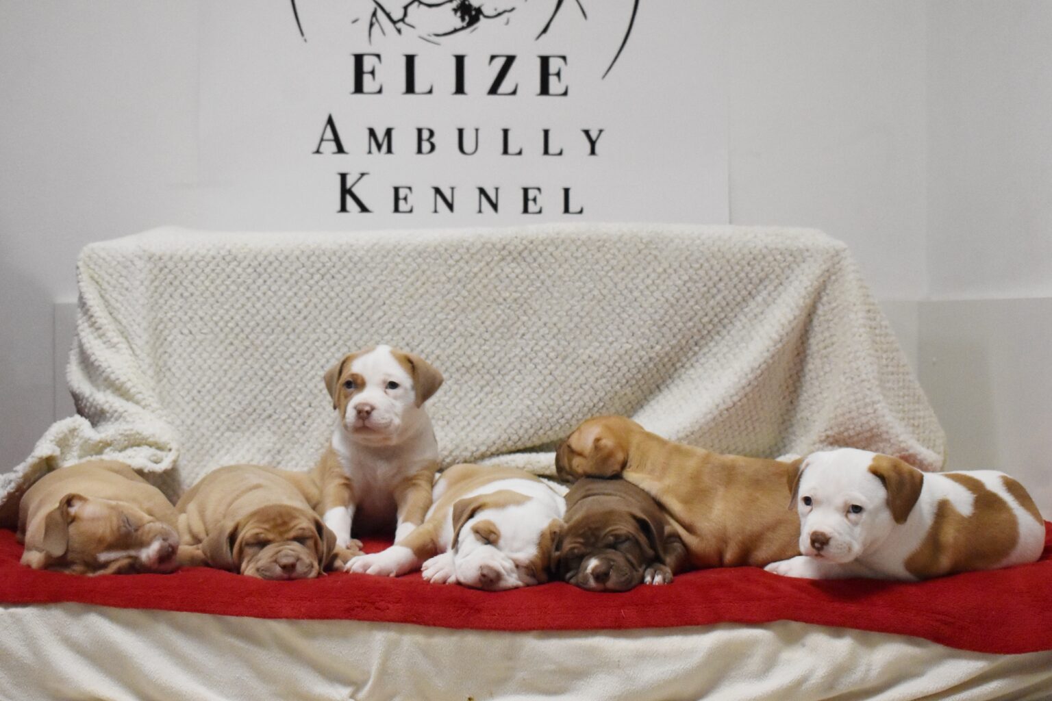 Elize Ambully Kennel foto 5