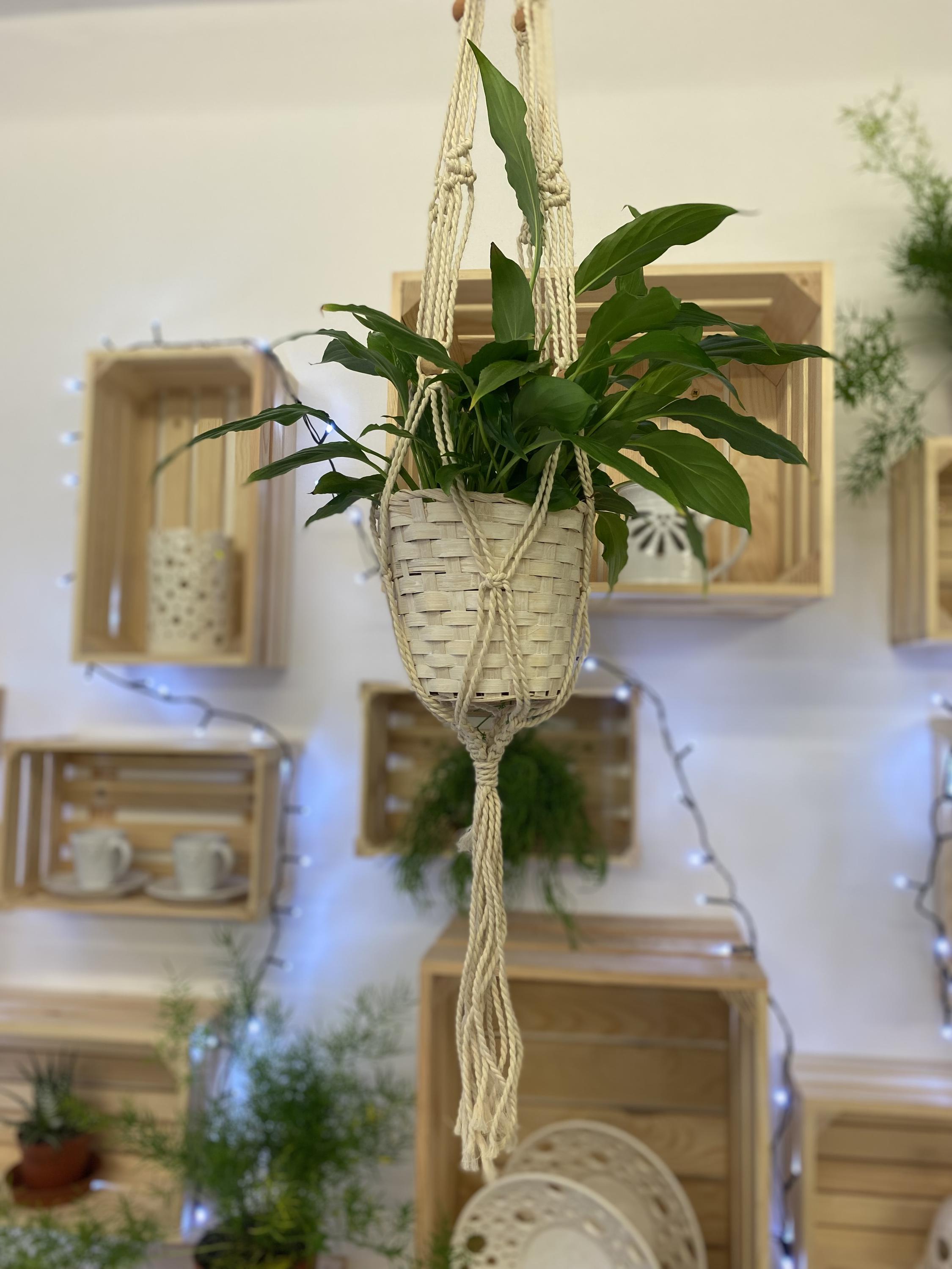 Rodinné květinářství Postoloprty foto 4