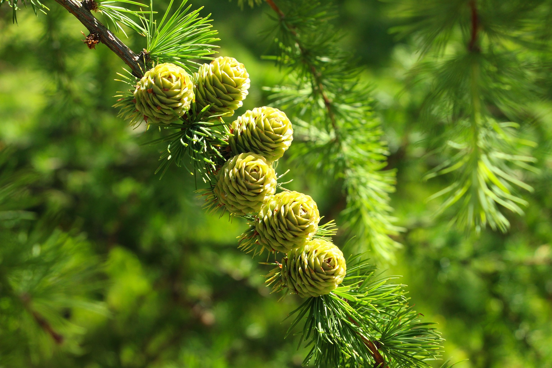 Garden-forest