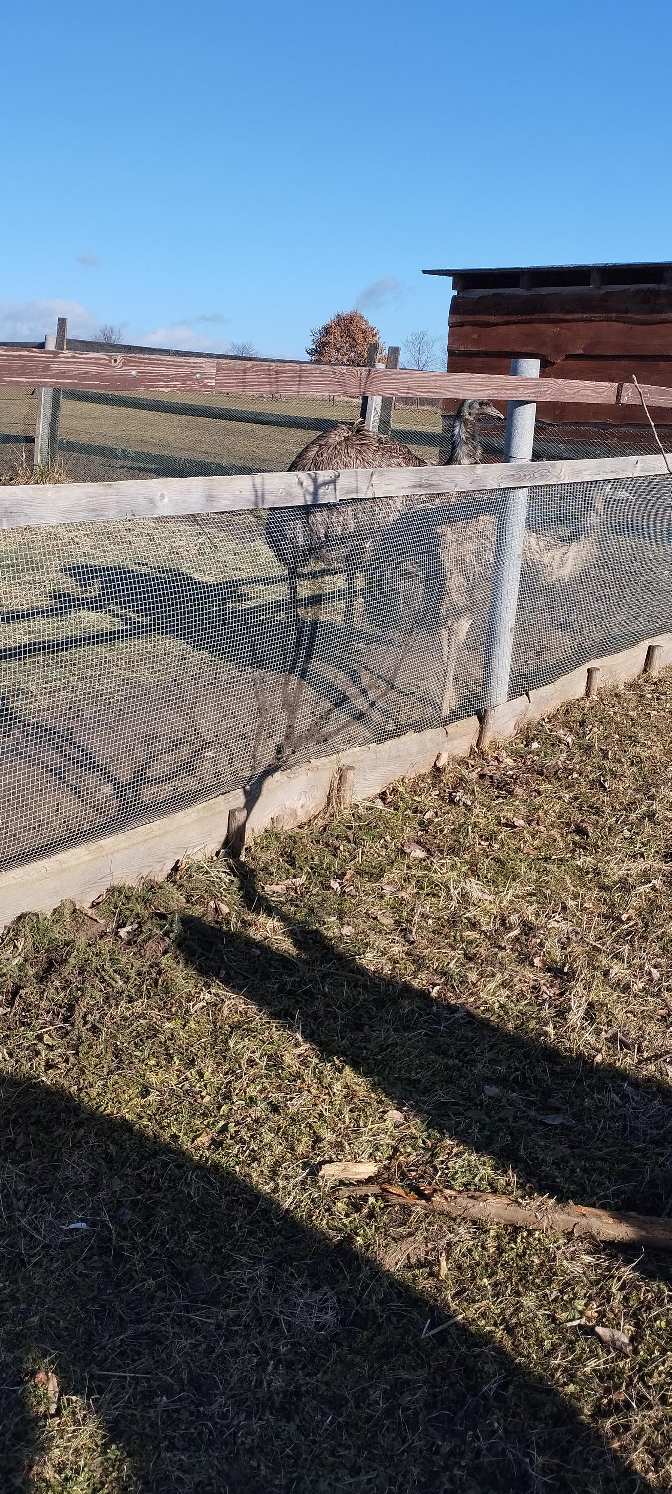 Jezdecký spolek Denisa foto 3