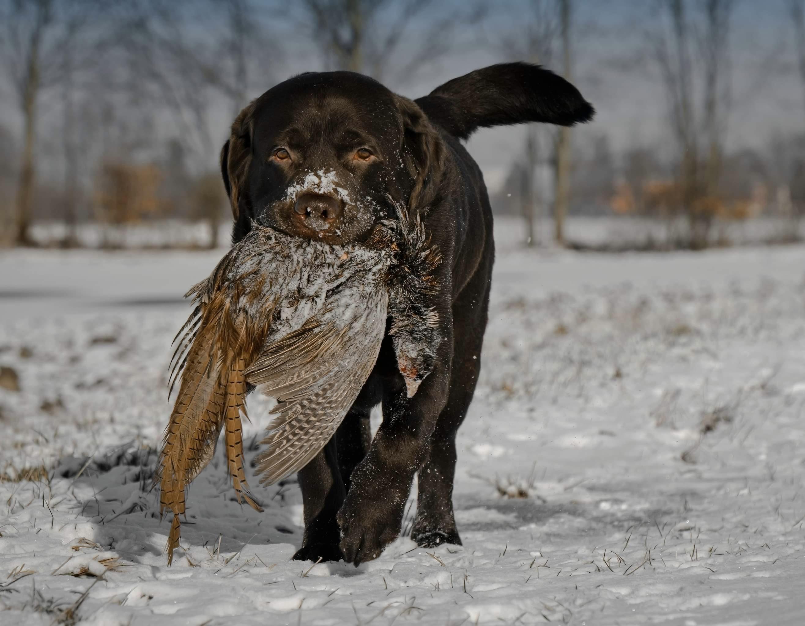 Lovecký výcvik Petr Novotný