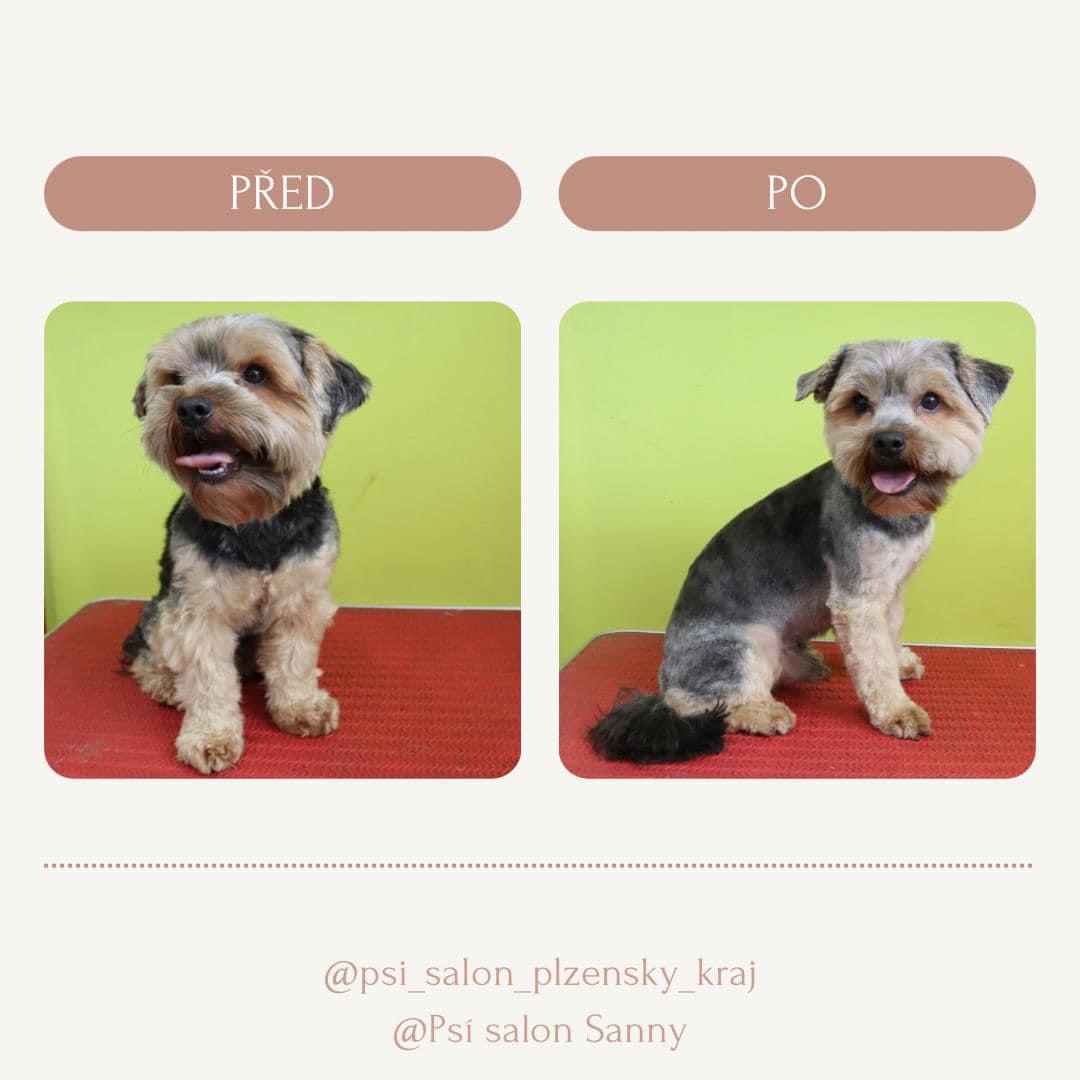 Psí salon Sanny foto 4