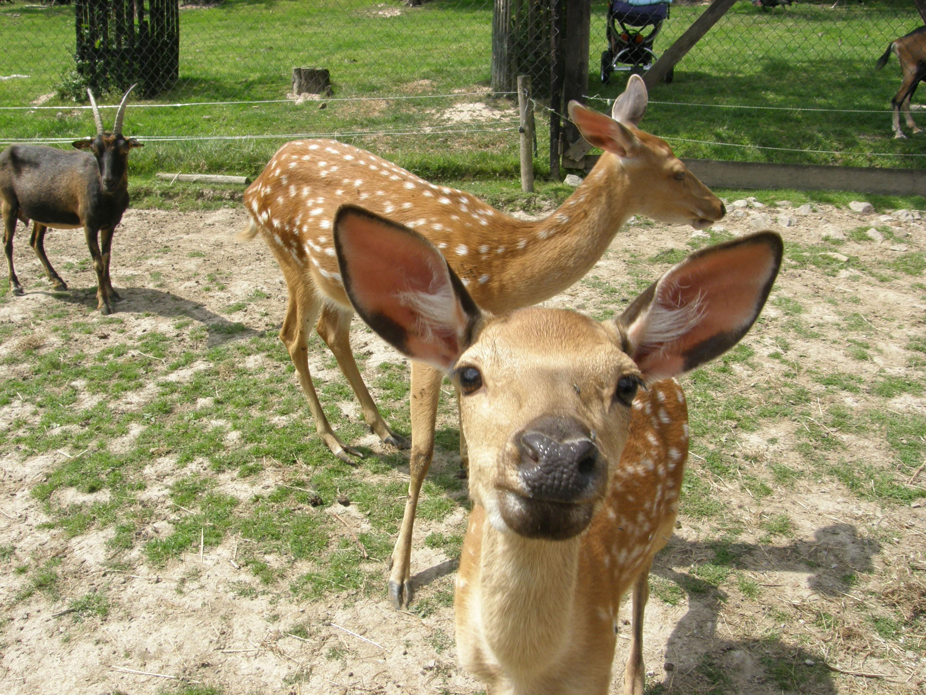 Zoocentrum Srdov - Michal Fišer