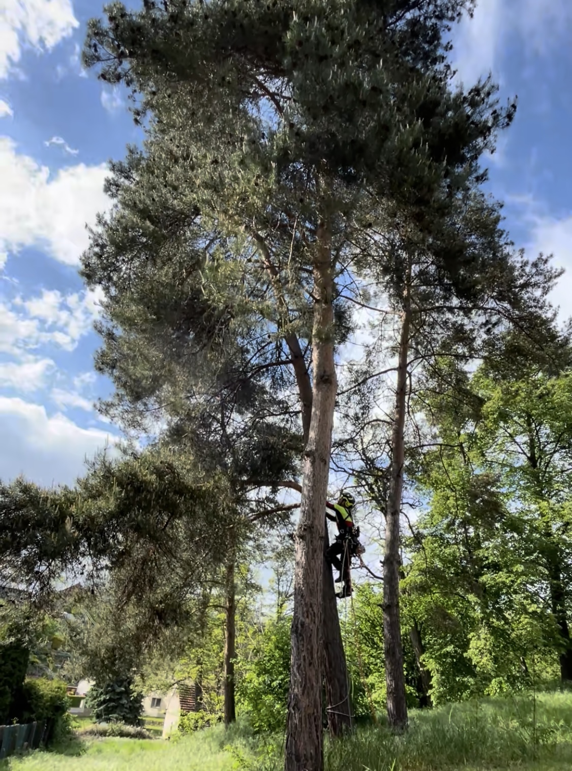 Tomáš Perutka - arboristické práce foto 2