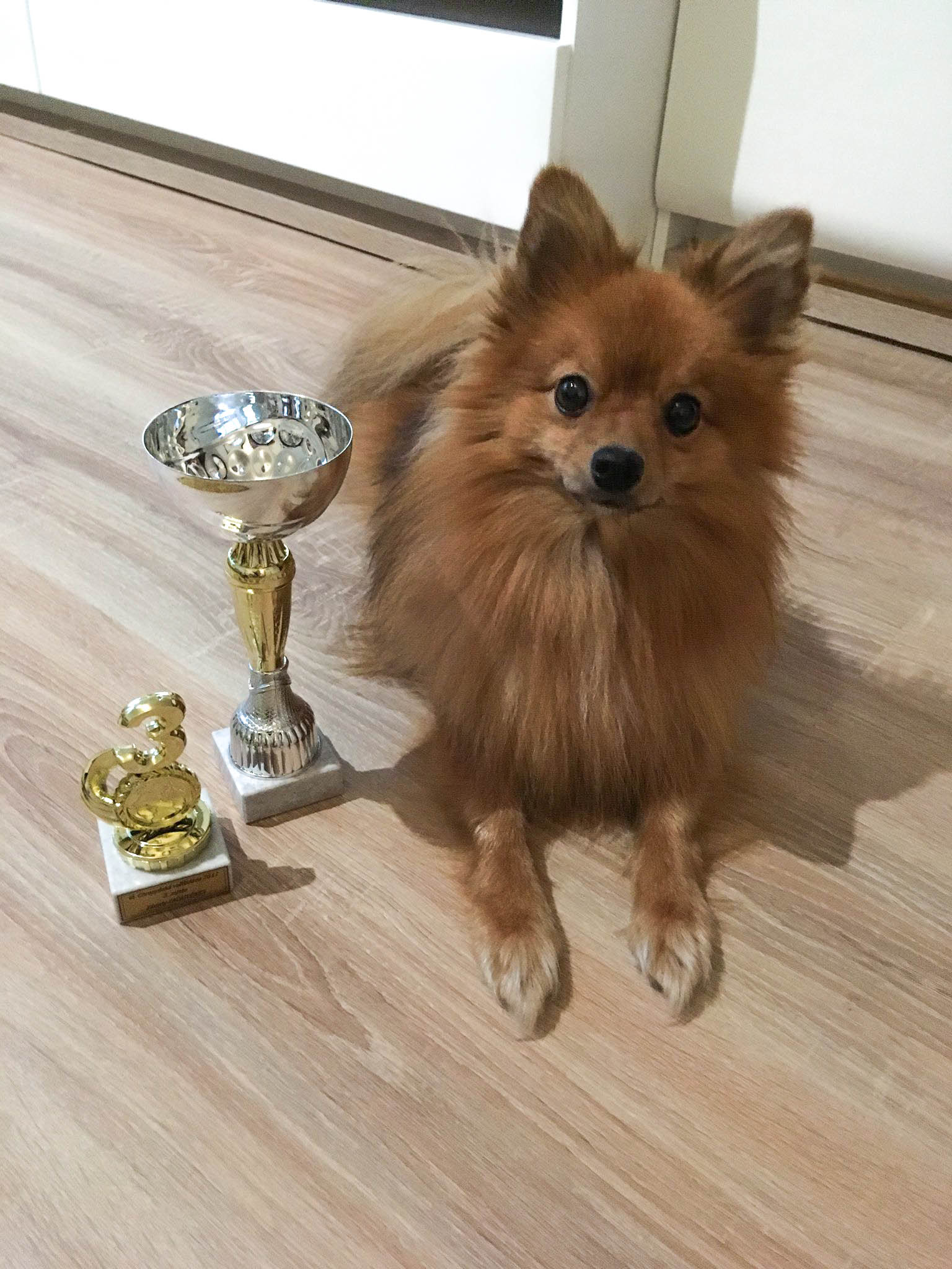 Psí výcviková škola Stars foto 2