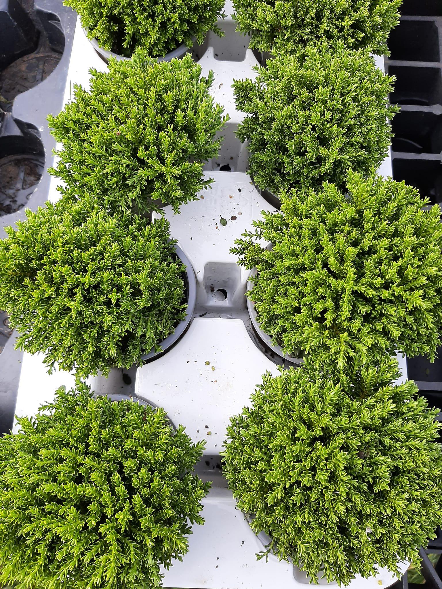 Zahradnictví Doubravka, s.r.o. foto 3