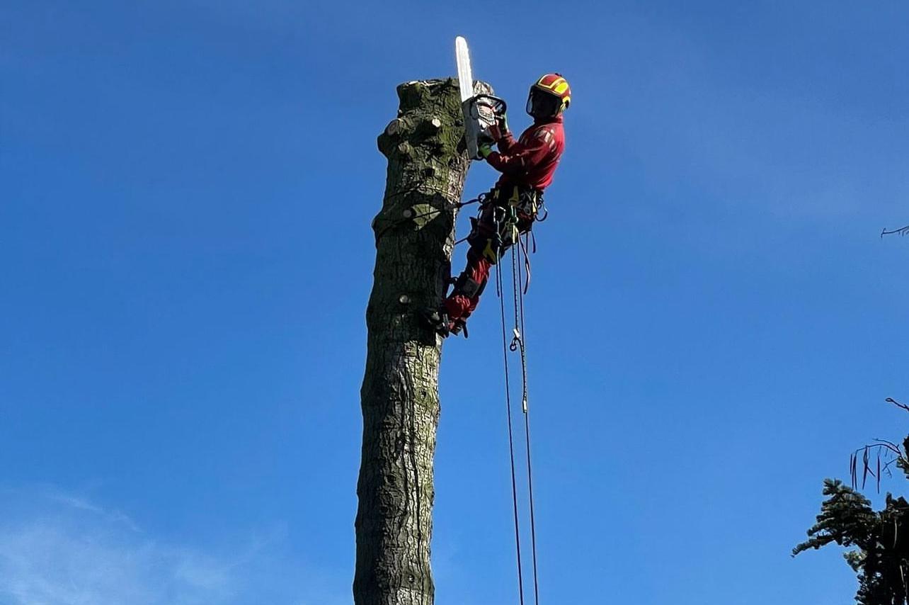 ArboSOS - Rizikové kácení stromu a výškové práce