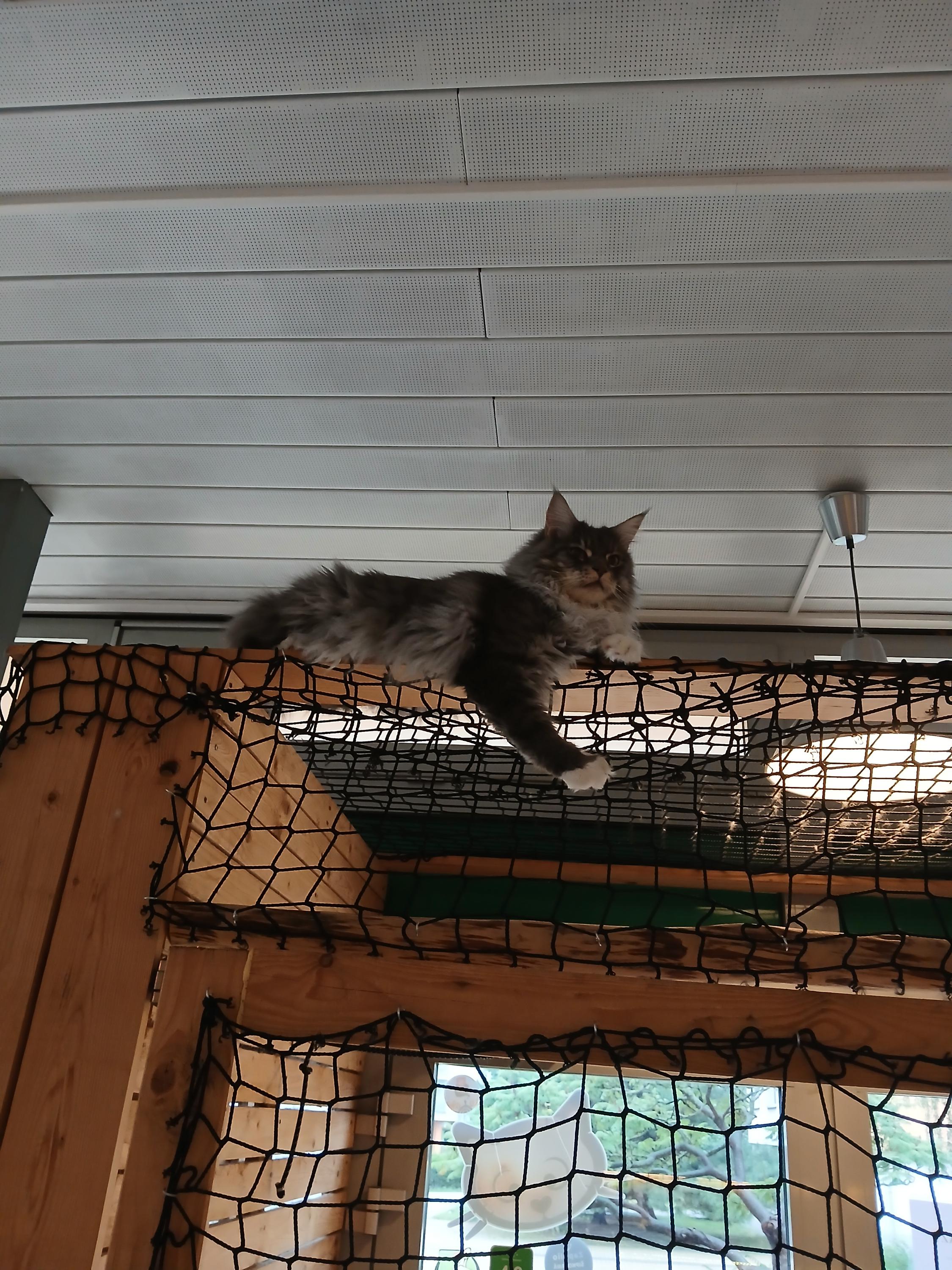 Kočičí kavárna Pohoda foto 3