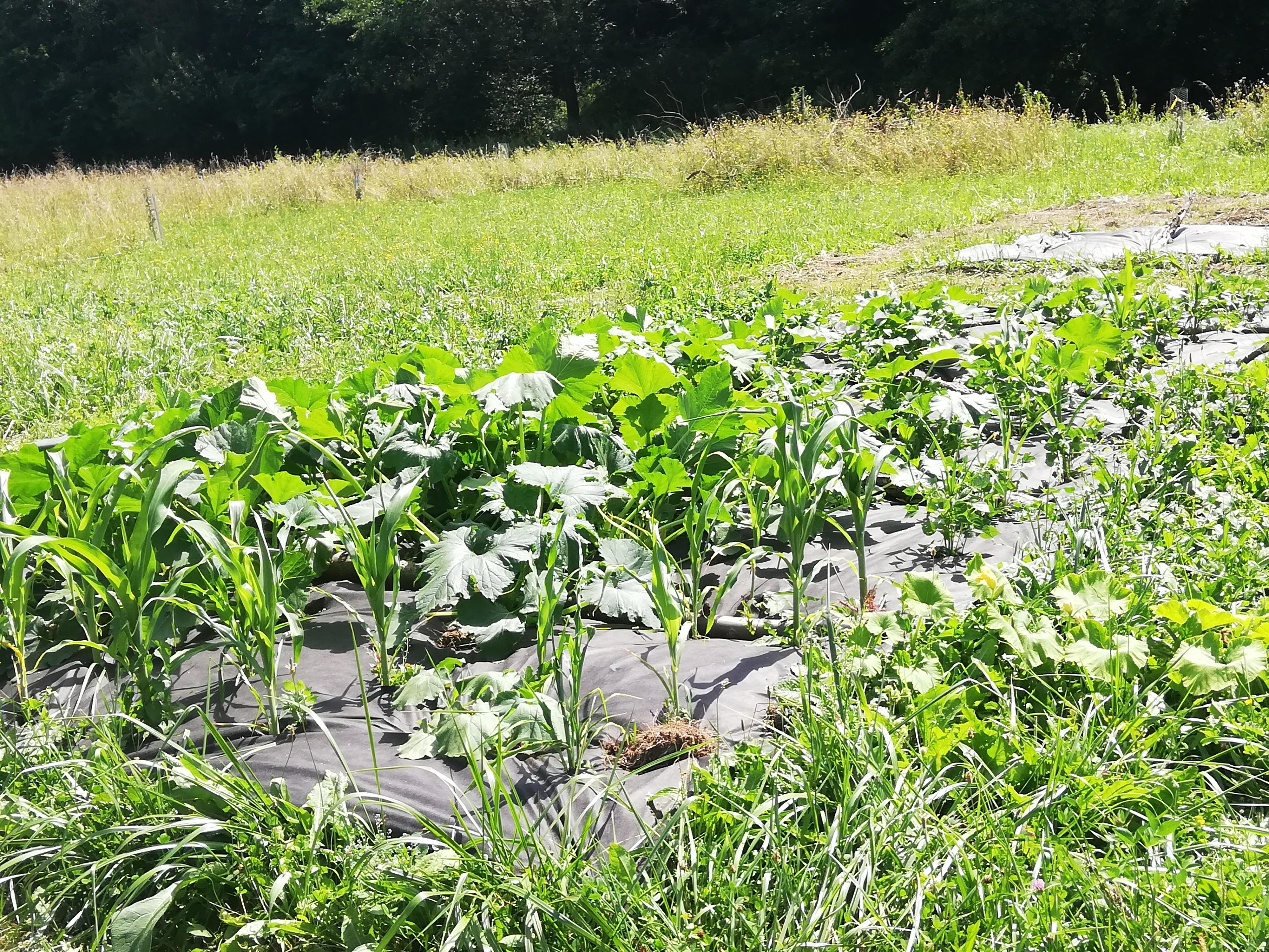 Permakulturní zahrada u Bouzova foto 5