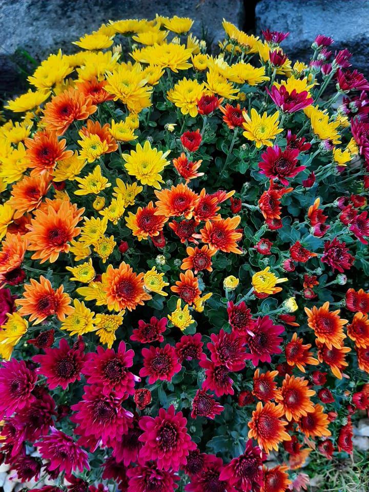 Zahradnictví Doubravka, s.r.o. foto 2