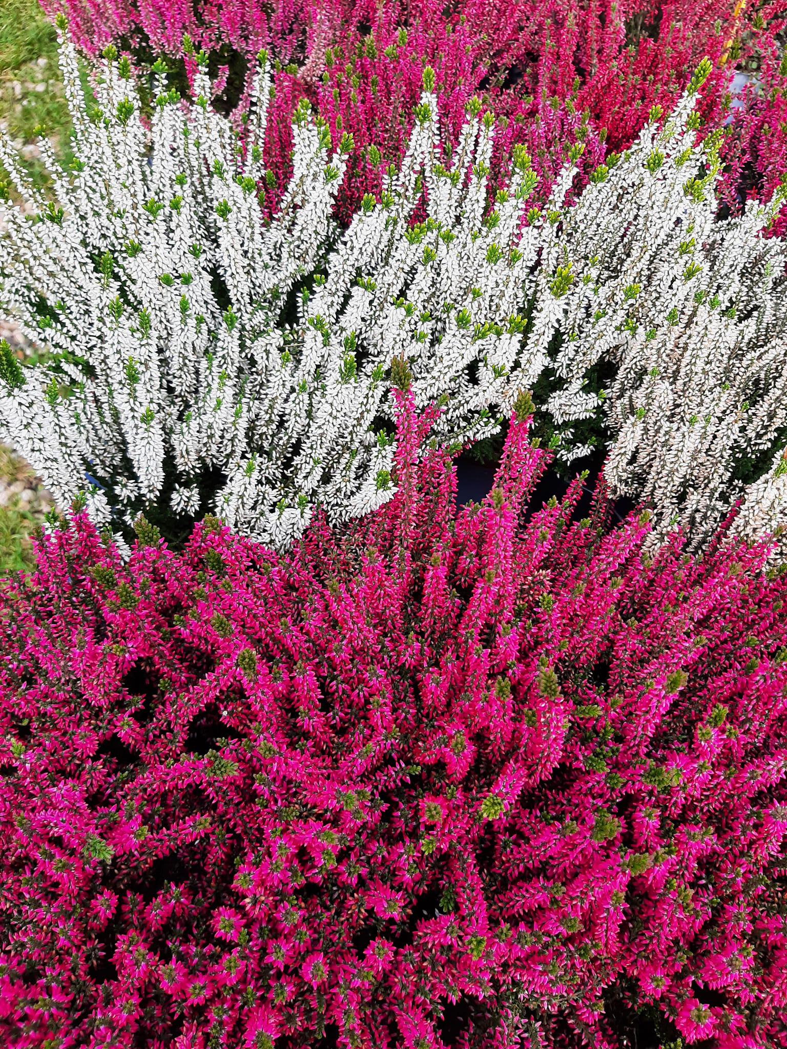 Zahradnictví Doubravka, s.r.o. foto 4