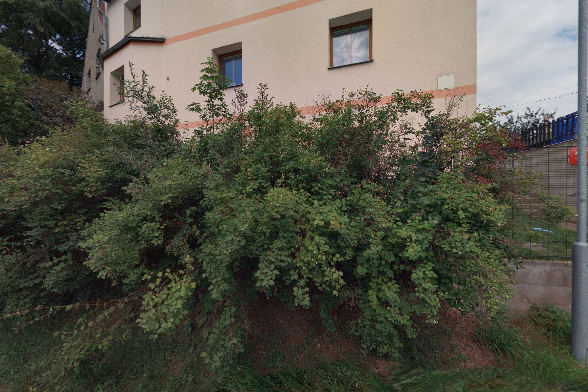 MUDr. Pavla Wiedenová