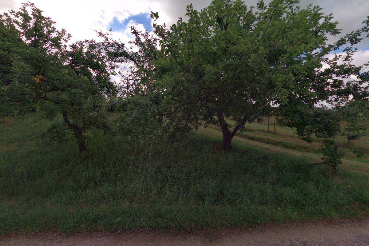 Petra Martečíková