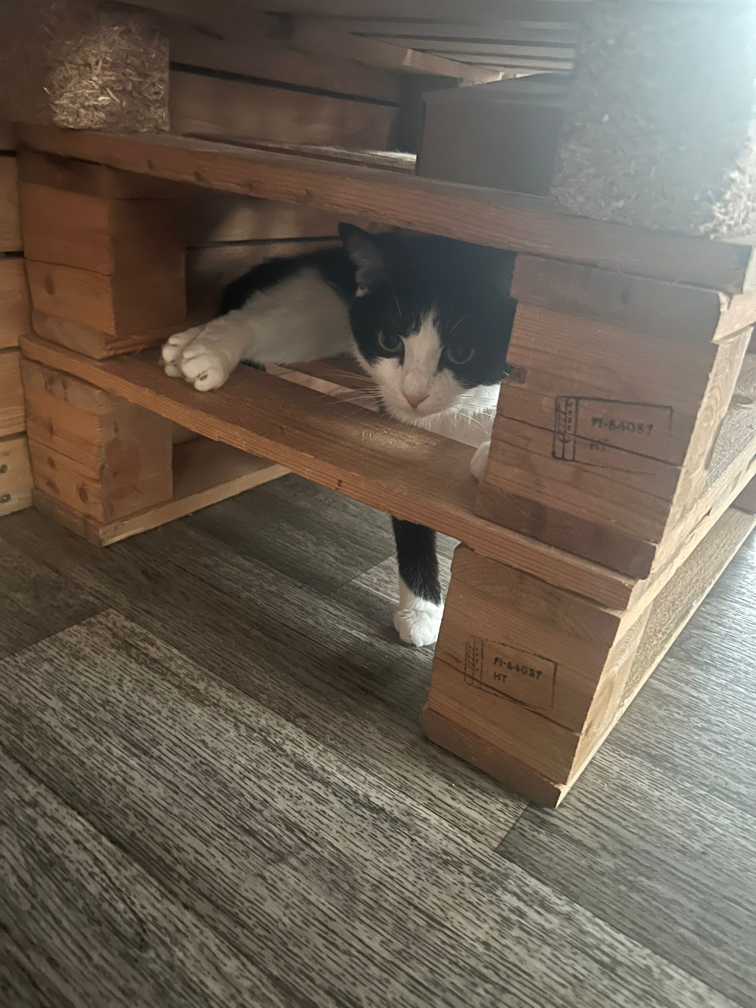 Kočičí kavárna Pohoda foto 3