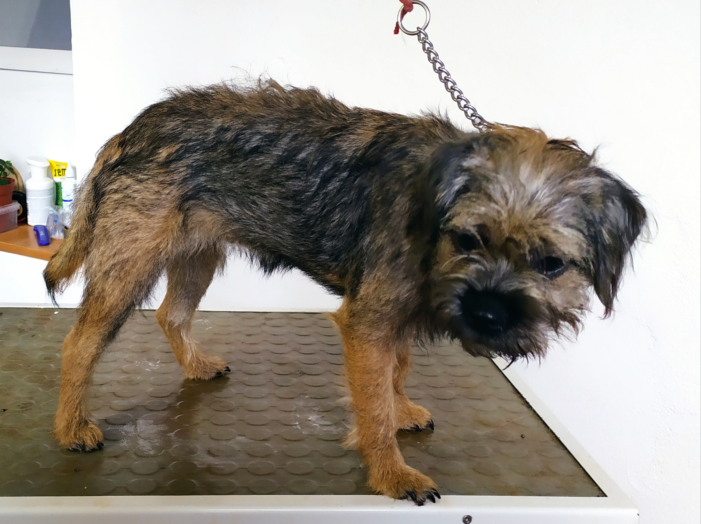 Stříhání a trimování psů - Irena Fialová foto 3