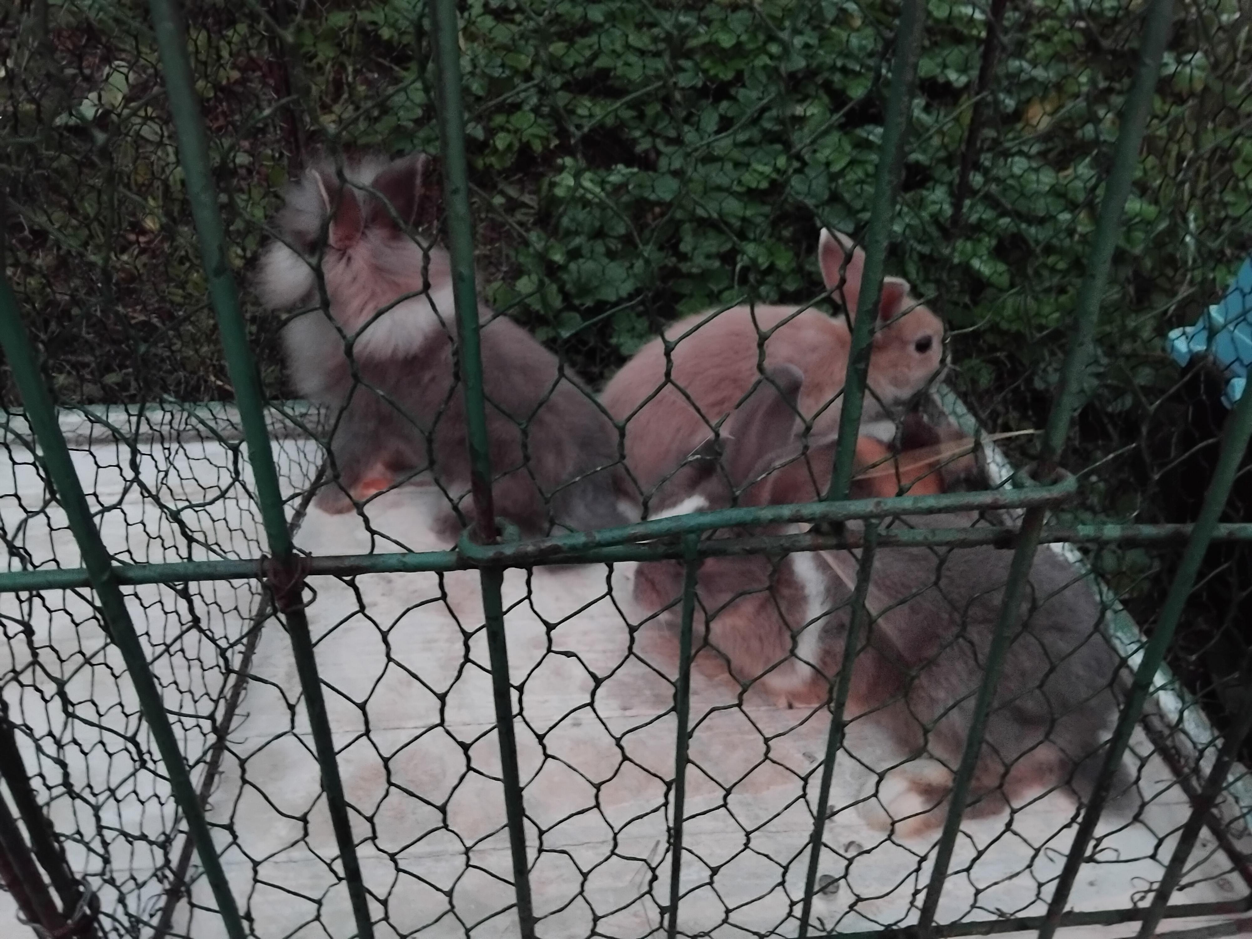 Chovatelské trhy - ČSCH Ostrava Michálkovice foto 4