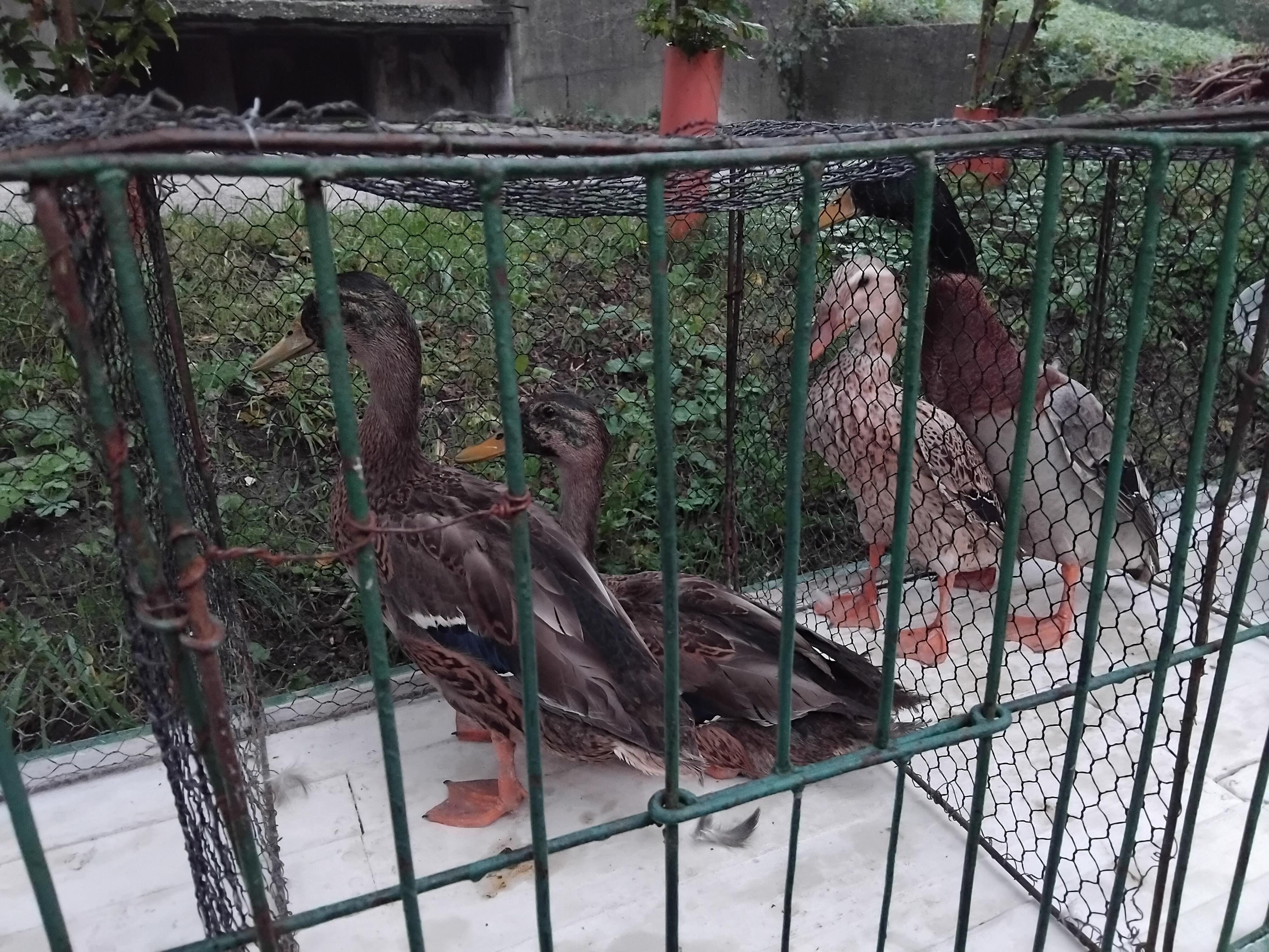 Chovatelské trhy - ČSCH Ostrava Michálkovice foto 3