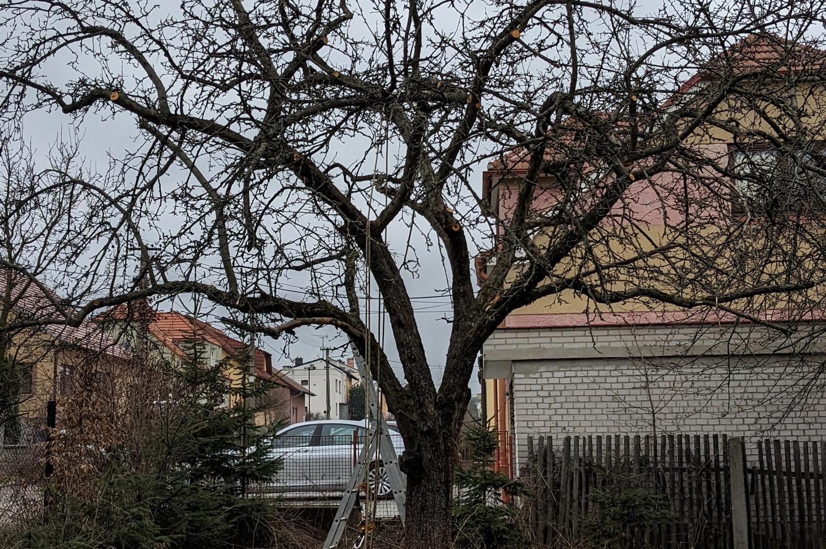 Řez ovocných stromů Mgr. Tereza Opravilová