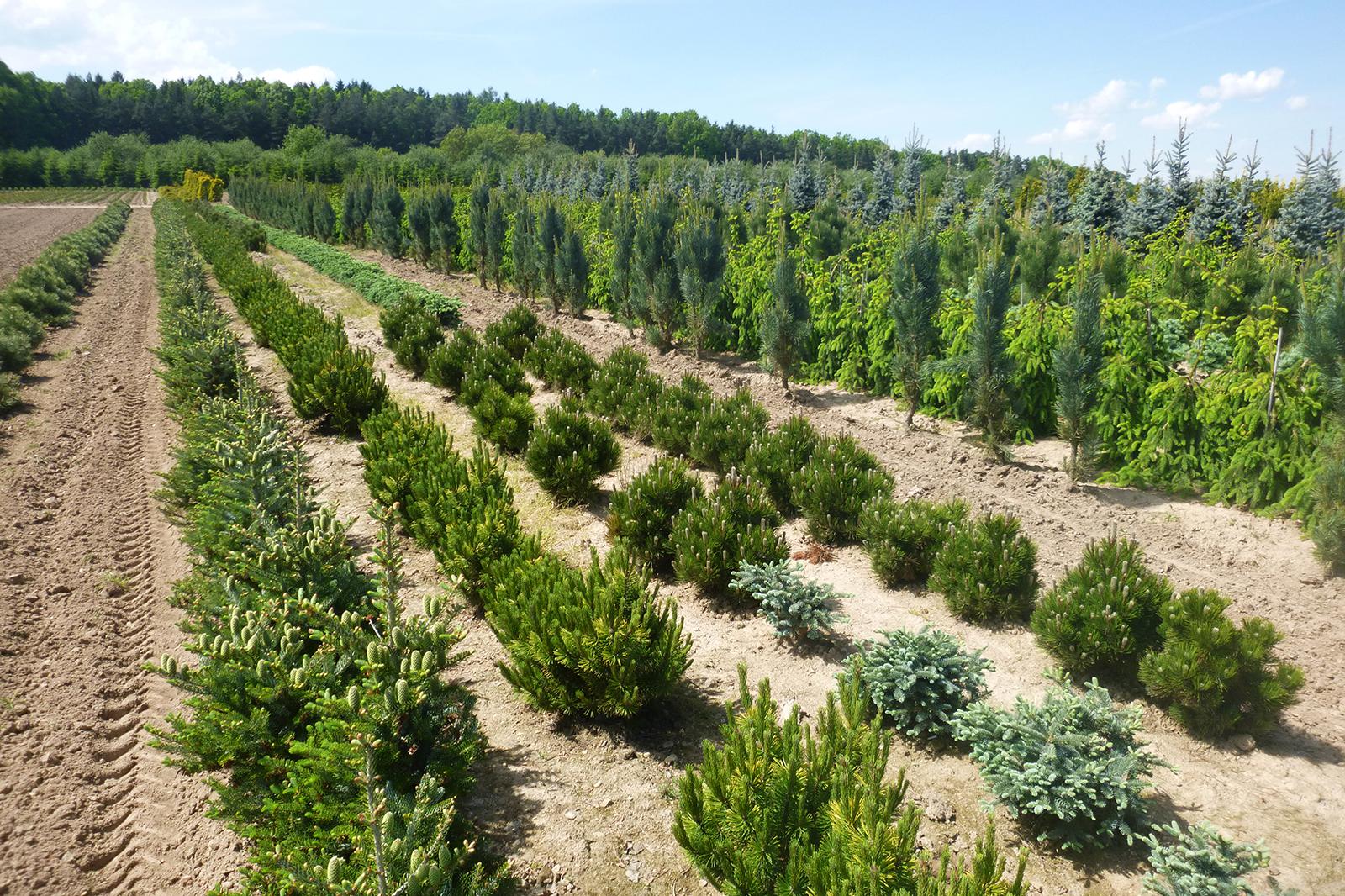 Okrasná školka Chládek