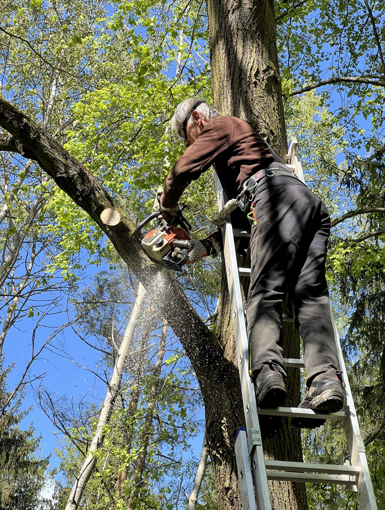 Kácení a prořez dřevin Jiří Anderle foto 4