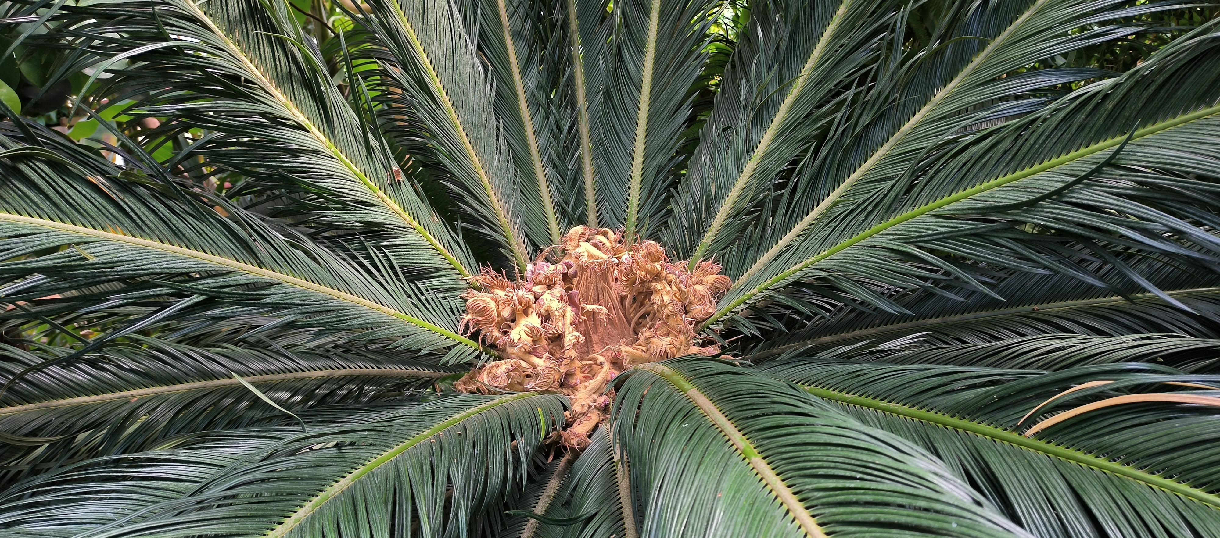 ČZU - Botanická zahrada Fakulty tropického zemědělství foto 2