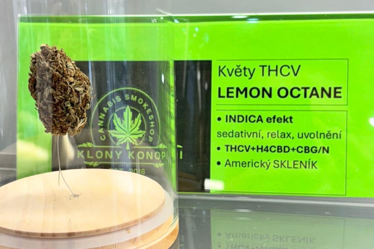 KlonyKonopi.cz | Cannabis-smokeshop