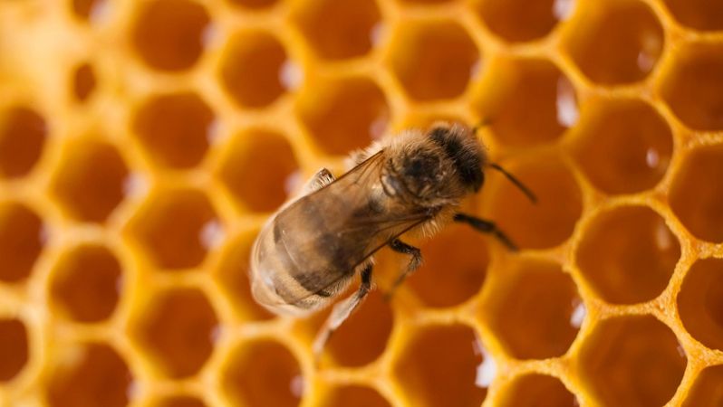 Myšince a Vrance, s.r.o.