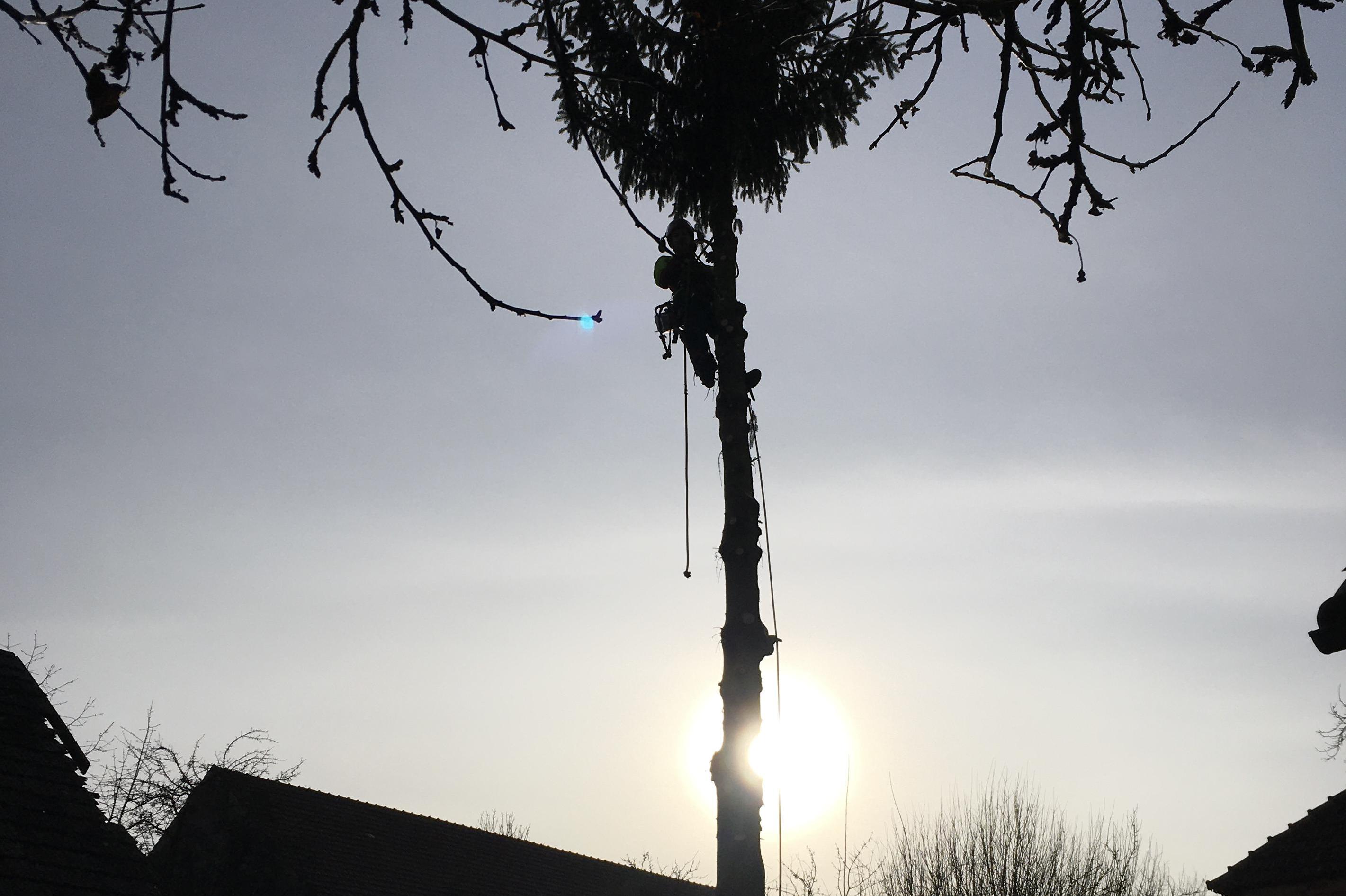 Tomáš Perutka - arboristické práce