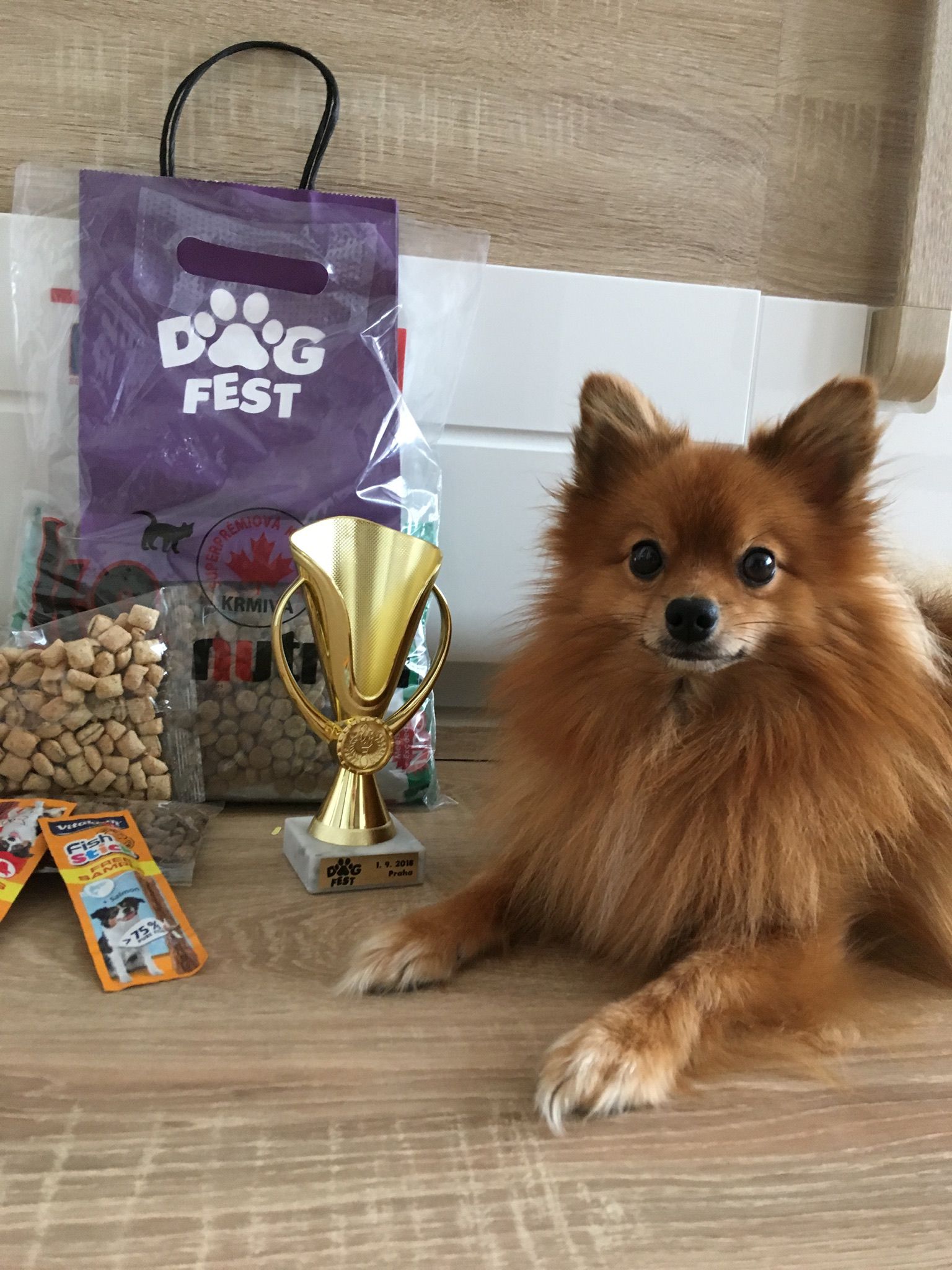 Psí výcviková škola Stars foto 5