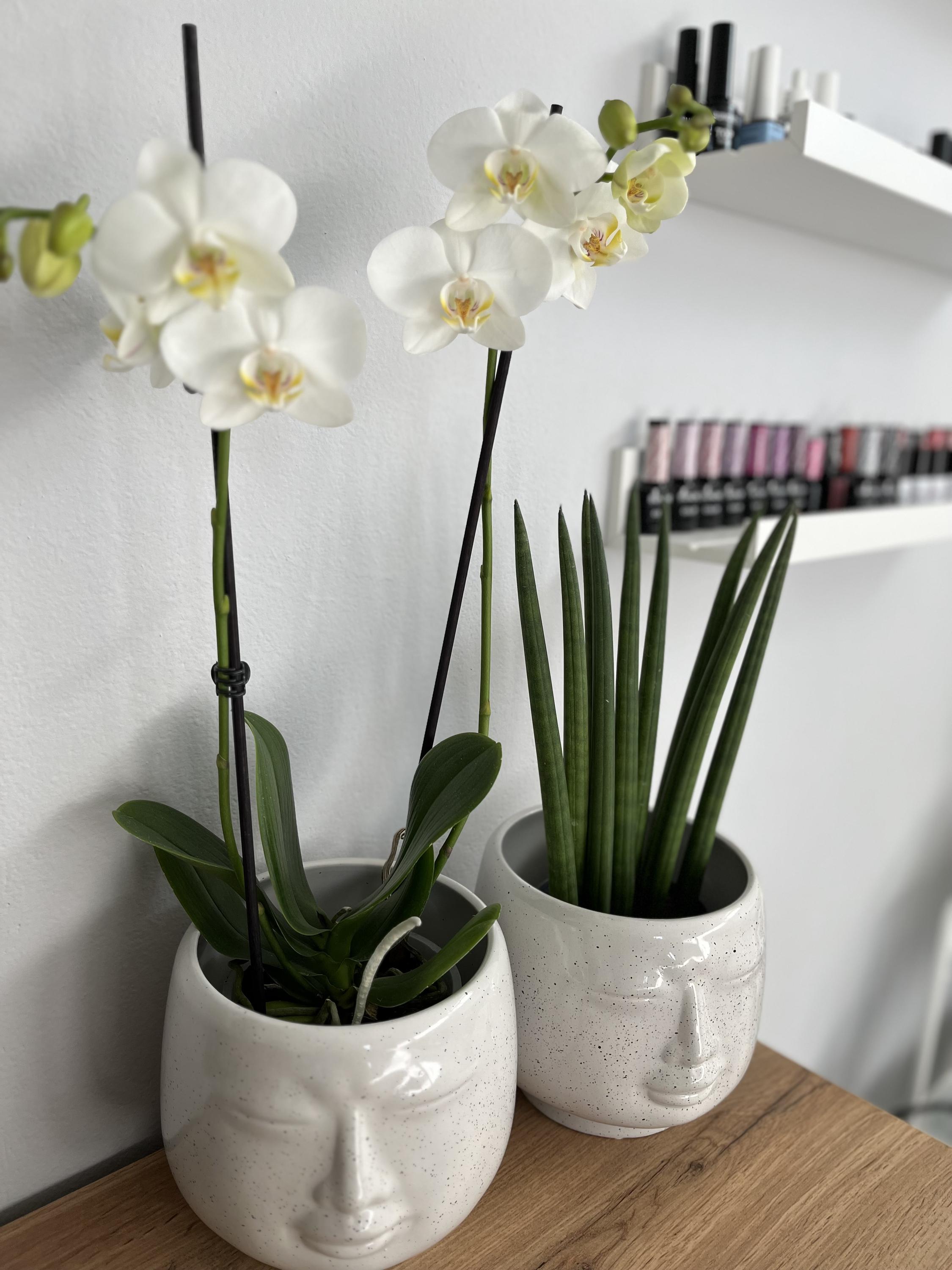 Pedikúra Provazníková foto 3