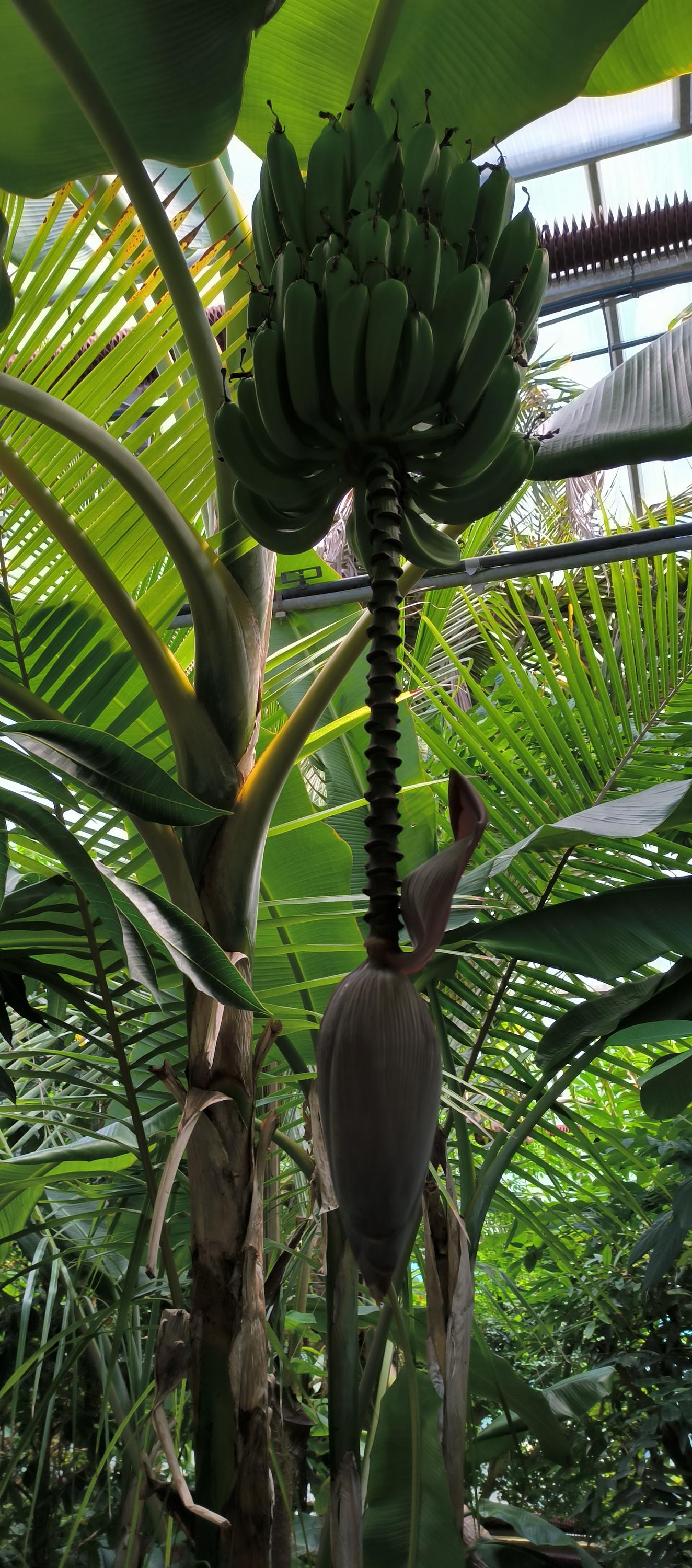 ČZU - Botanická zahrada Fakulty tropického zemědělství foto 5
