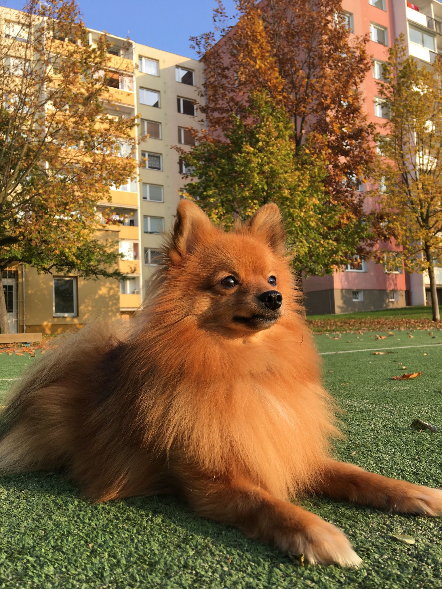 Psí výcviková škola Stars foto 4