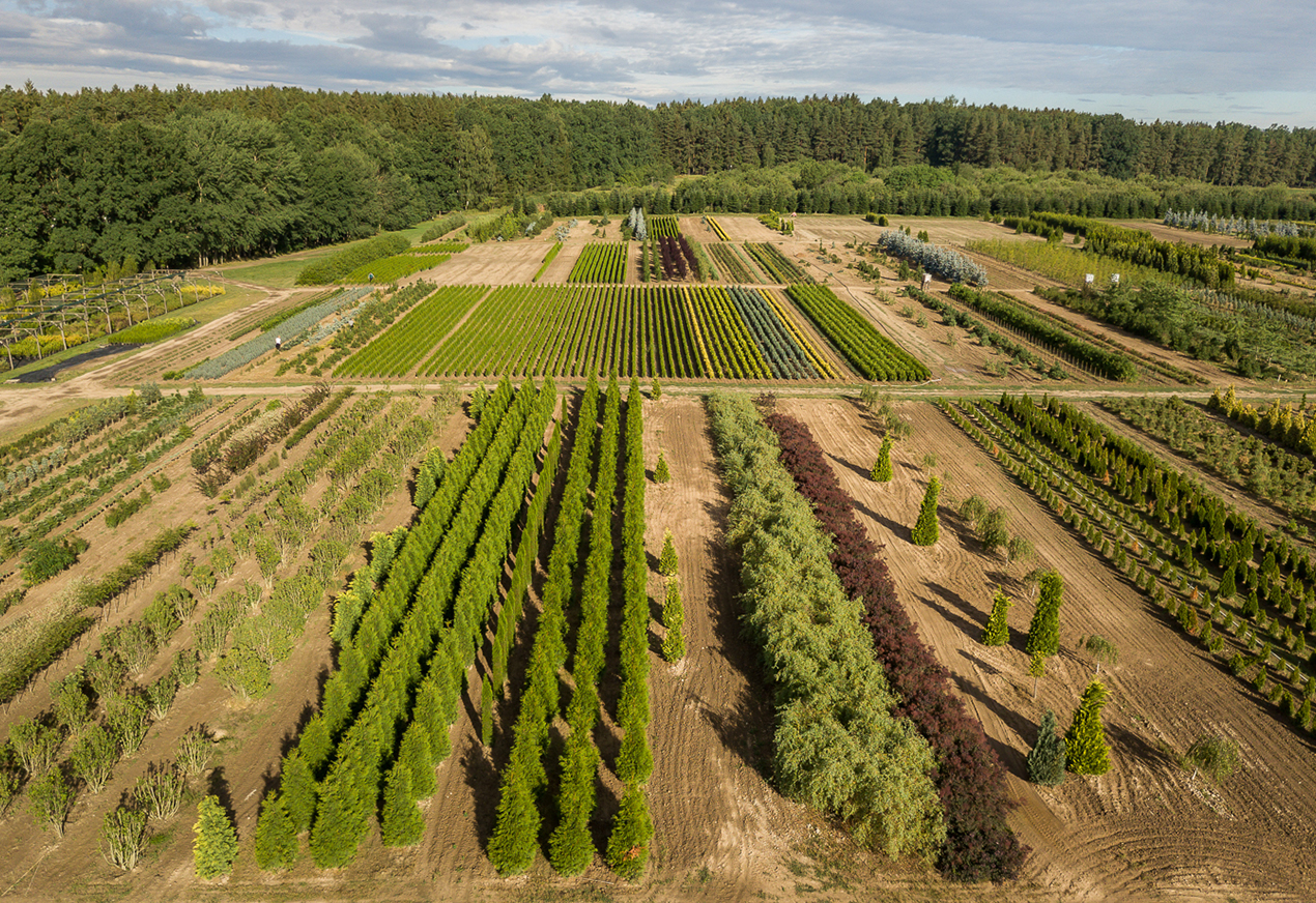 Okrasná školka Chládek foto 3