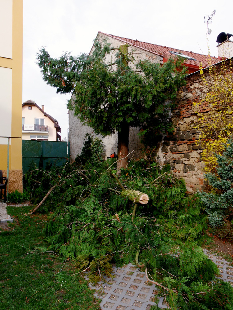 Kácení a prořez dřevin Jiří Anderle foto 3