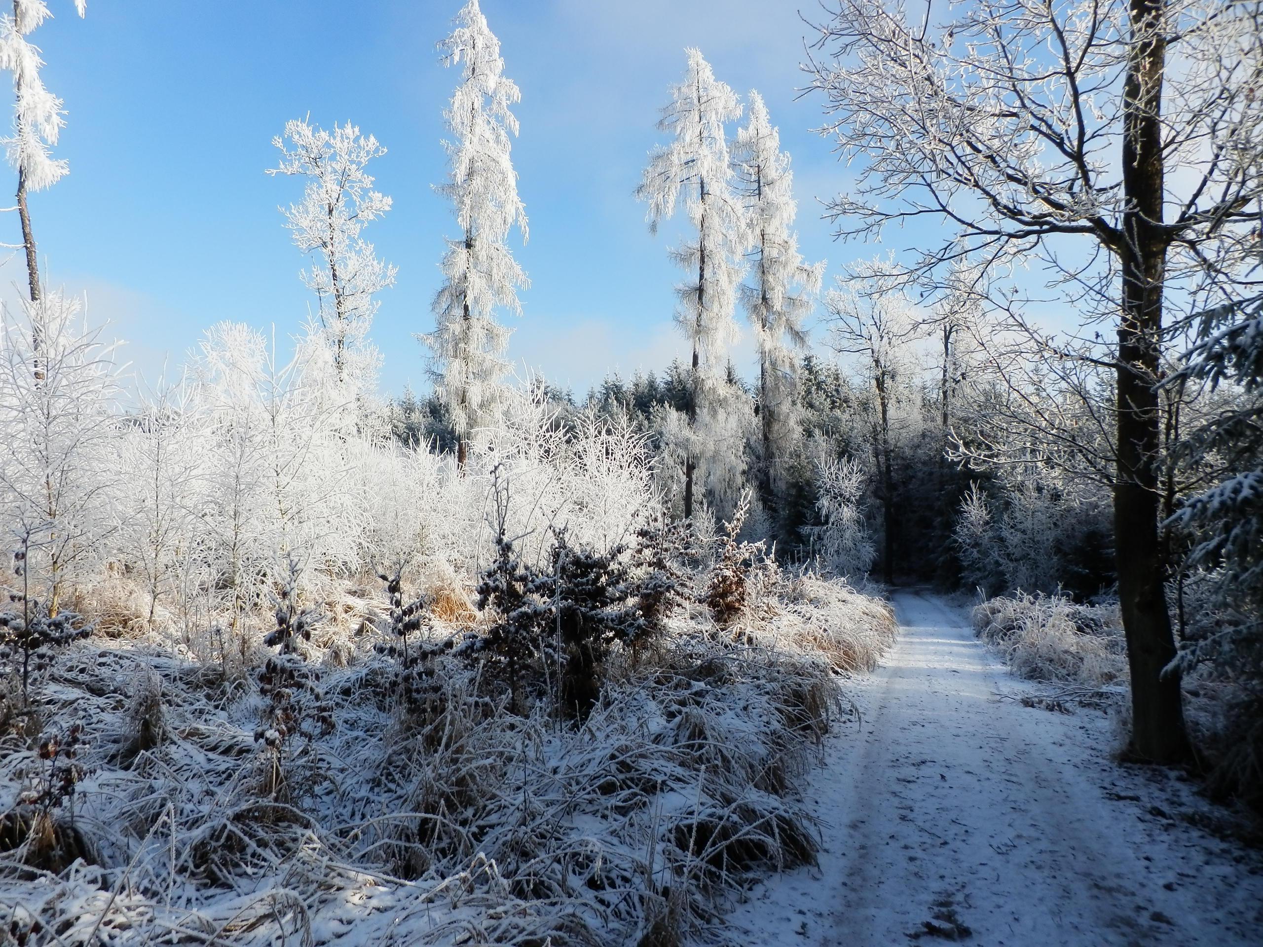 Správa lesů města Soběslavi, s.r.o. foto 4