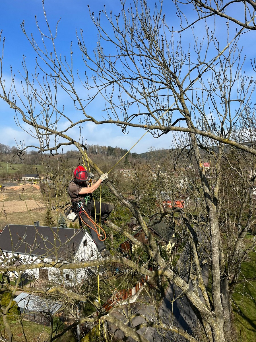 Zdeněk Blažek - Top Trees foto 4