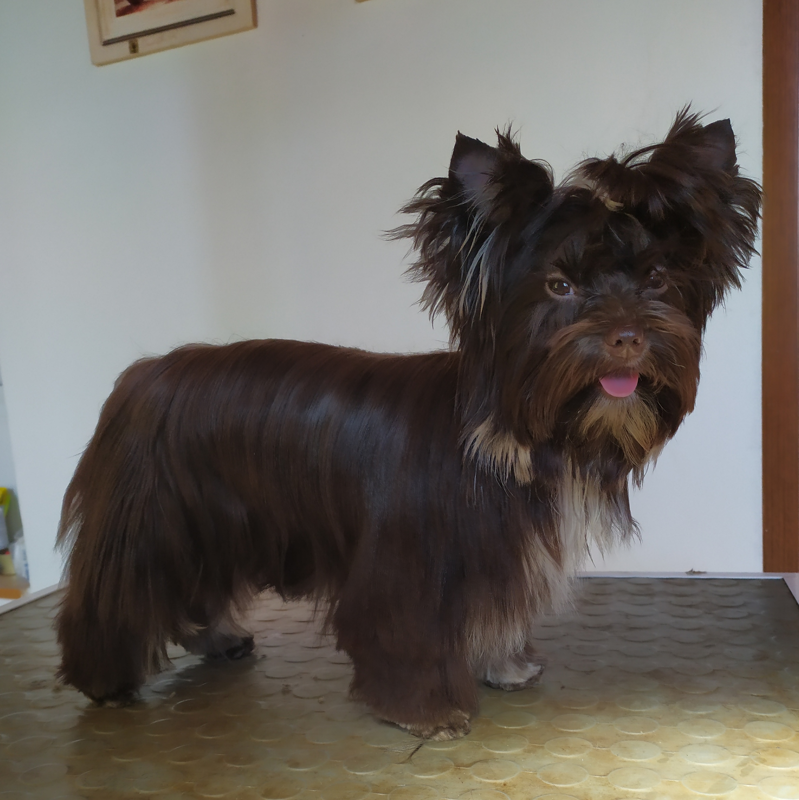 Stříhání a trimování psů - Irena Fialová foto 2