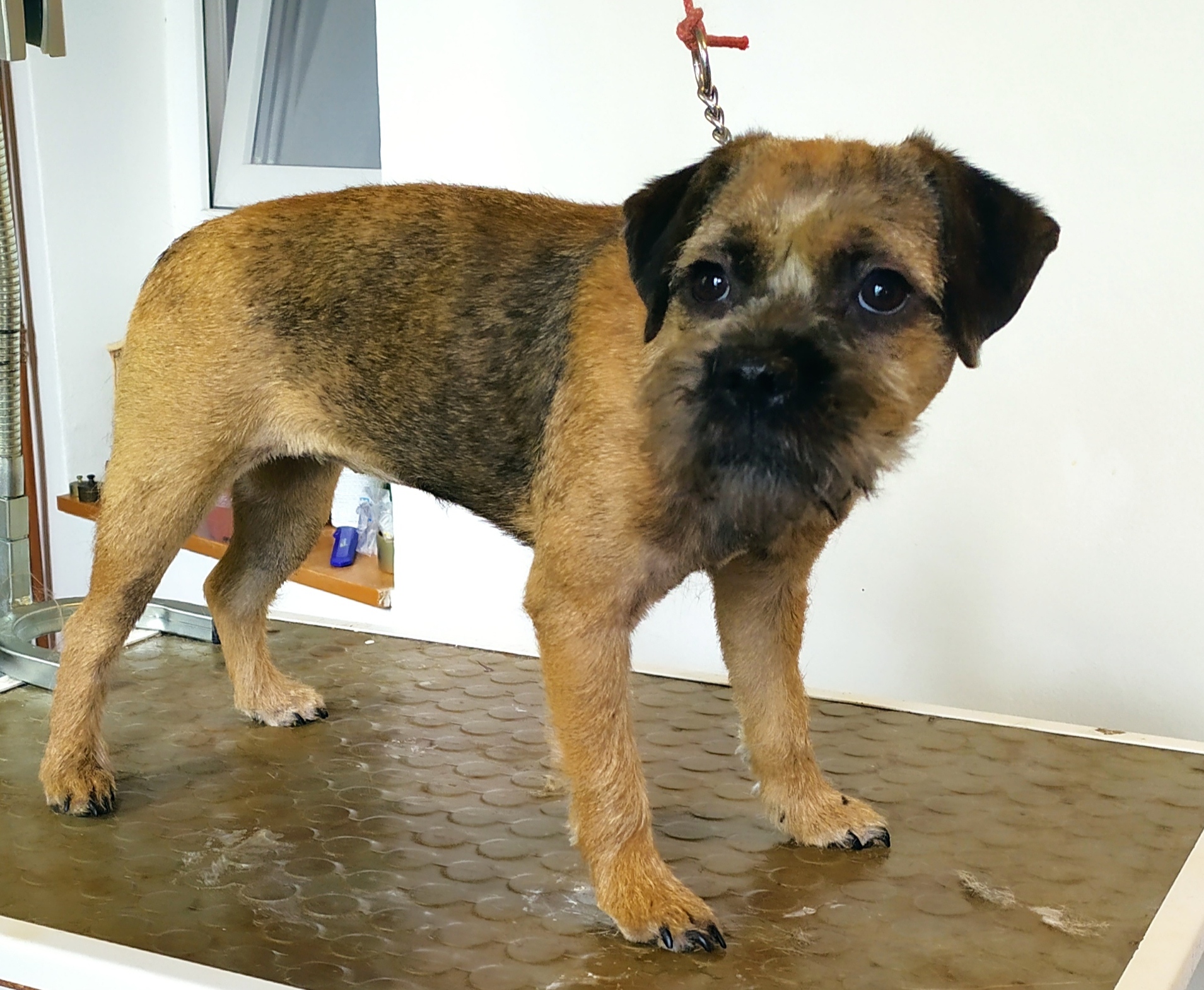 Stříhání a trimování psů - Irena Fialová foto 4