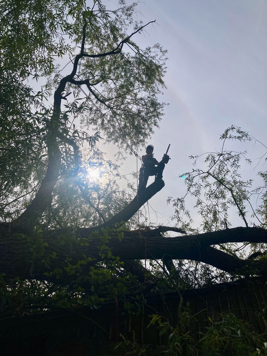 Zdeněk Blažek - Top Trees foto 2