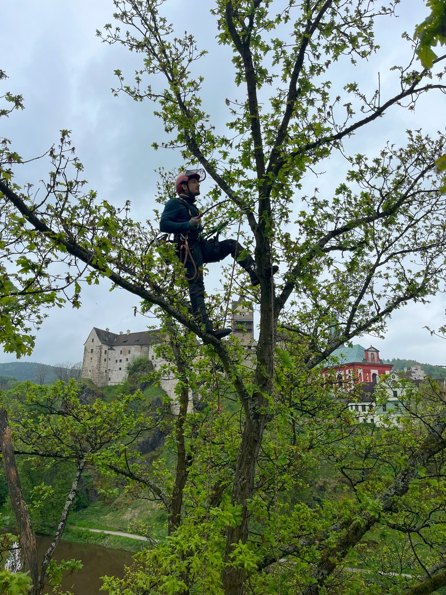 Zdeněk Blažek - Top Trees foto 3