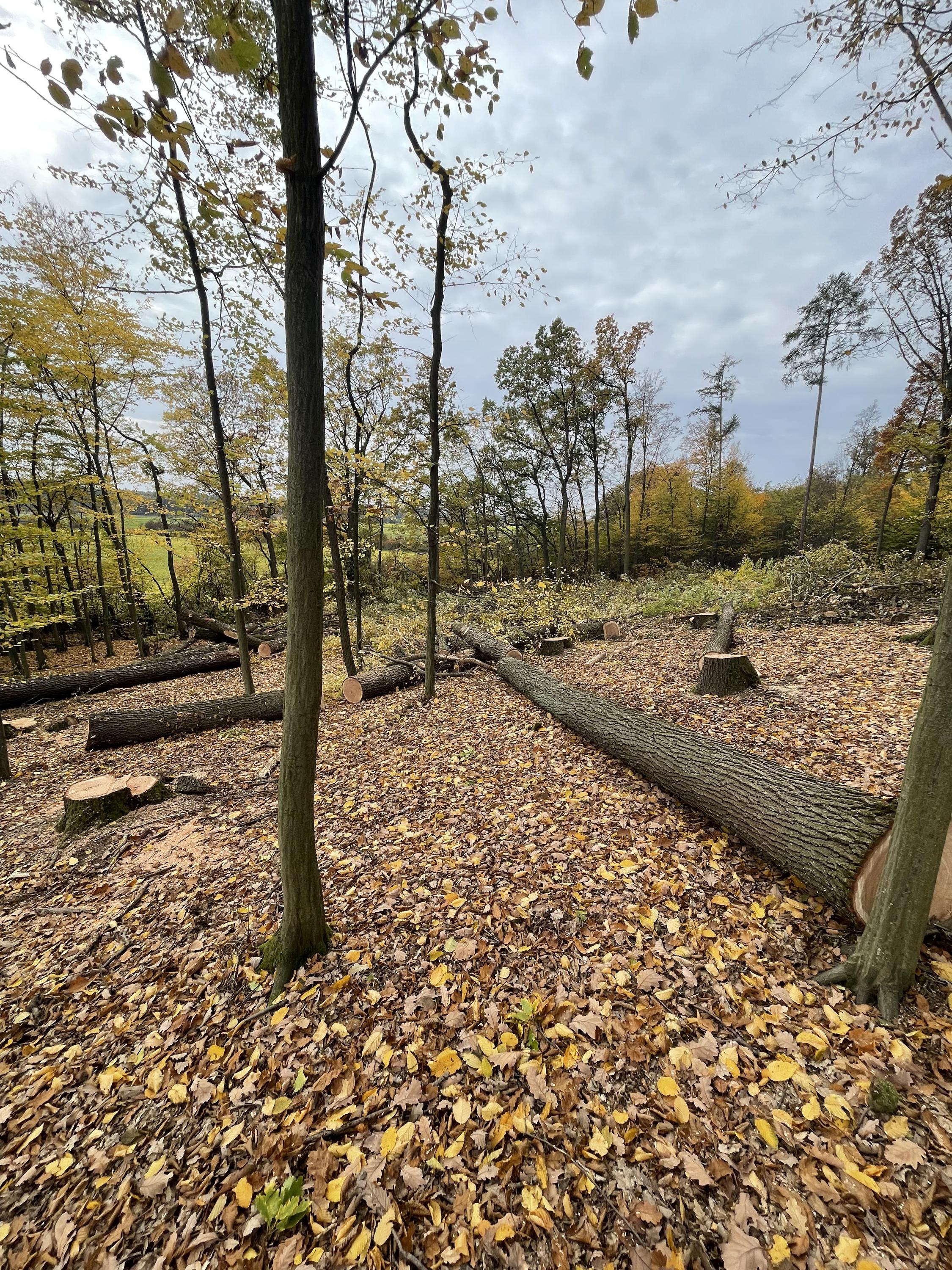 Solid Forest foto 4