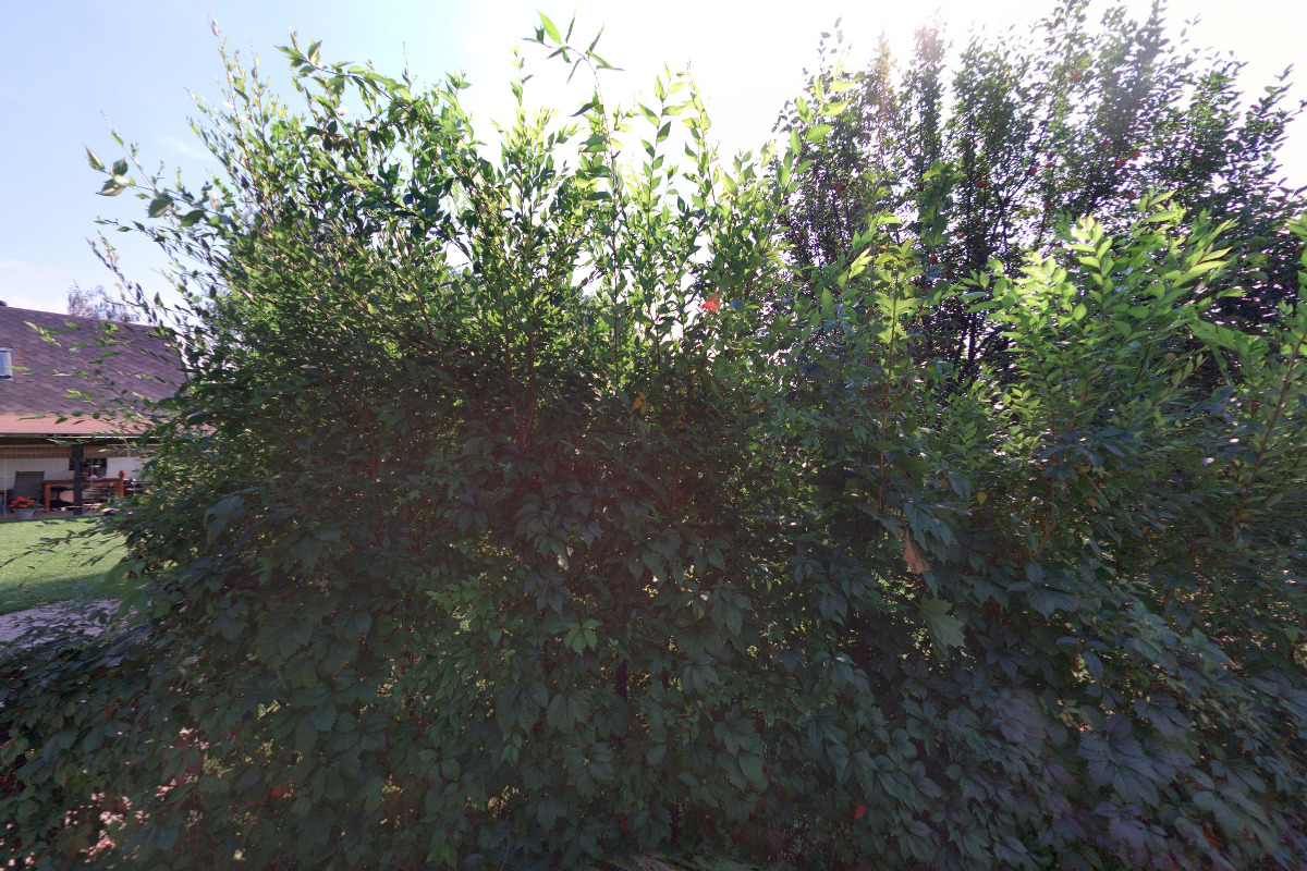 Lubomír Bergemann foto 1