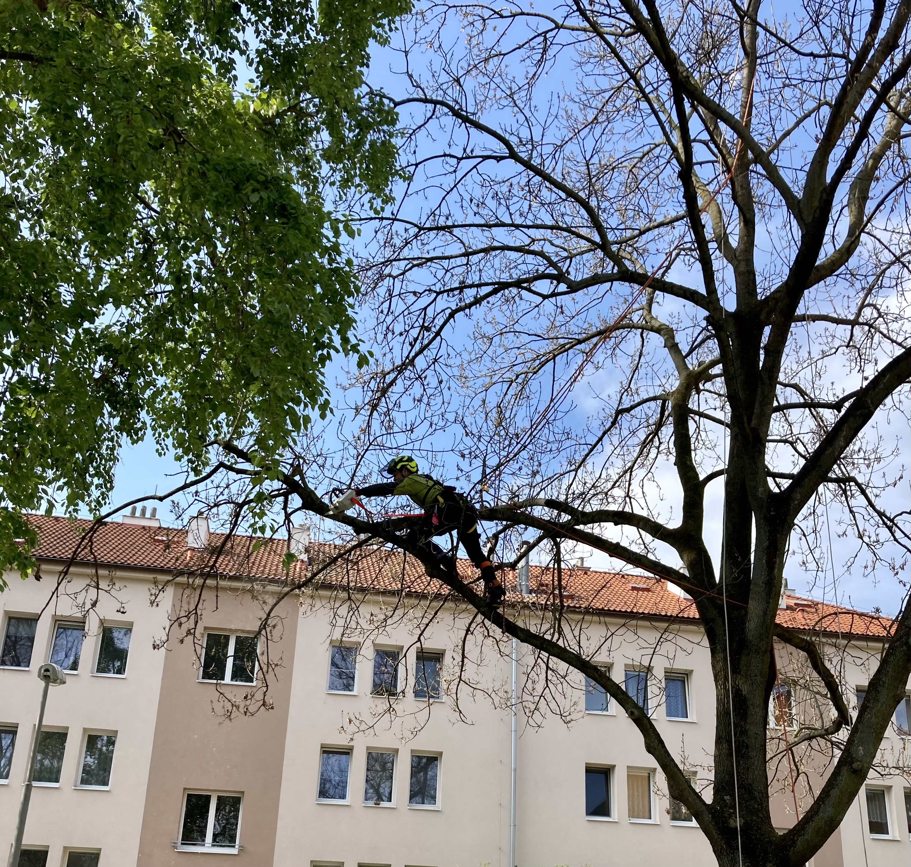 Tomáš Perutka - arboristické práce foto 3