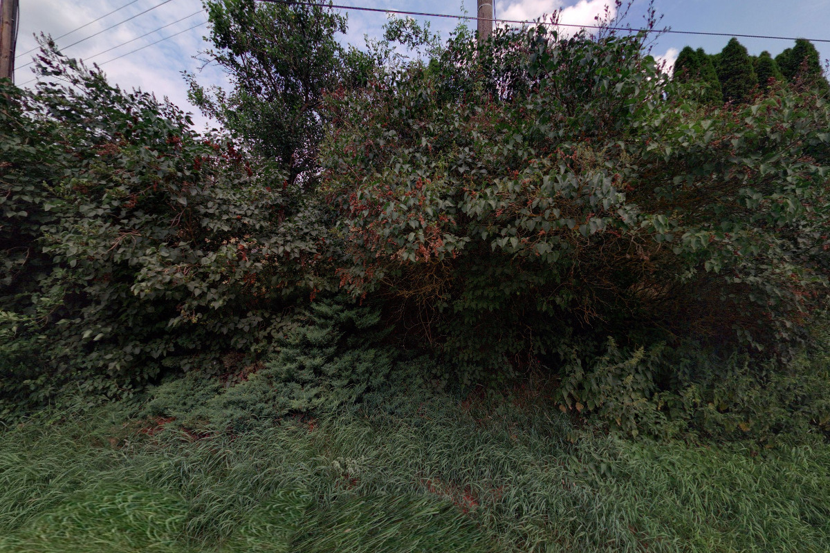 Prodej koi Drahomír Plšek