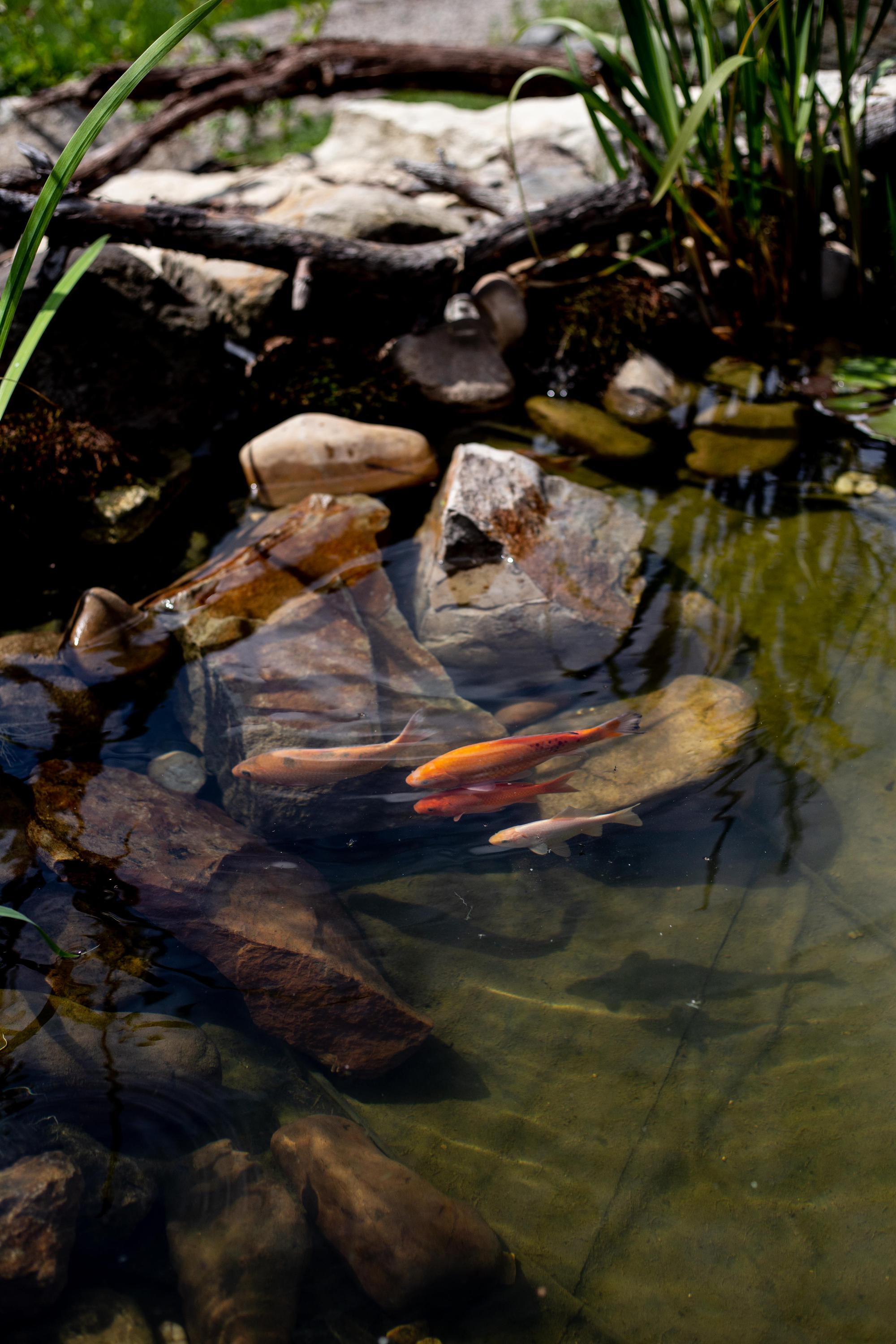Údržba zahrad Jakub Jacko foto 4