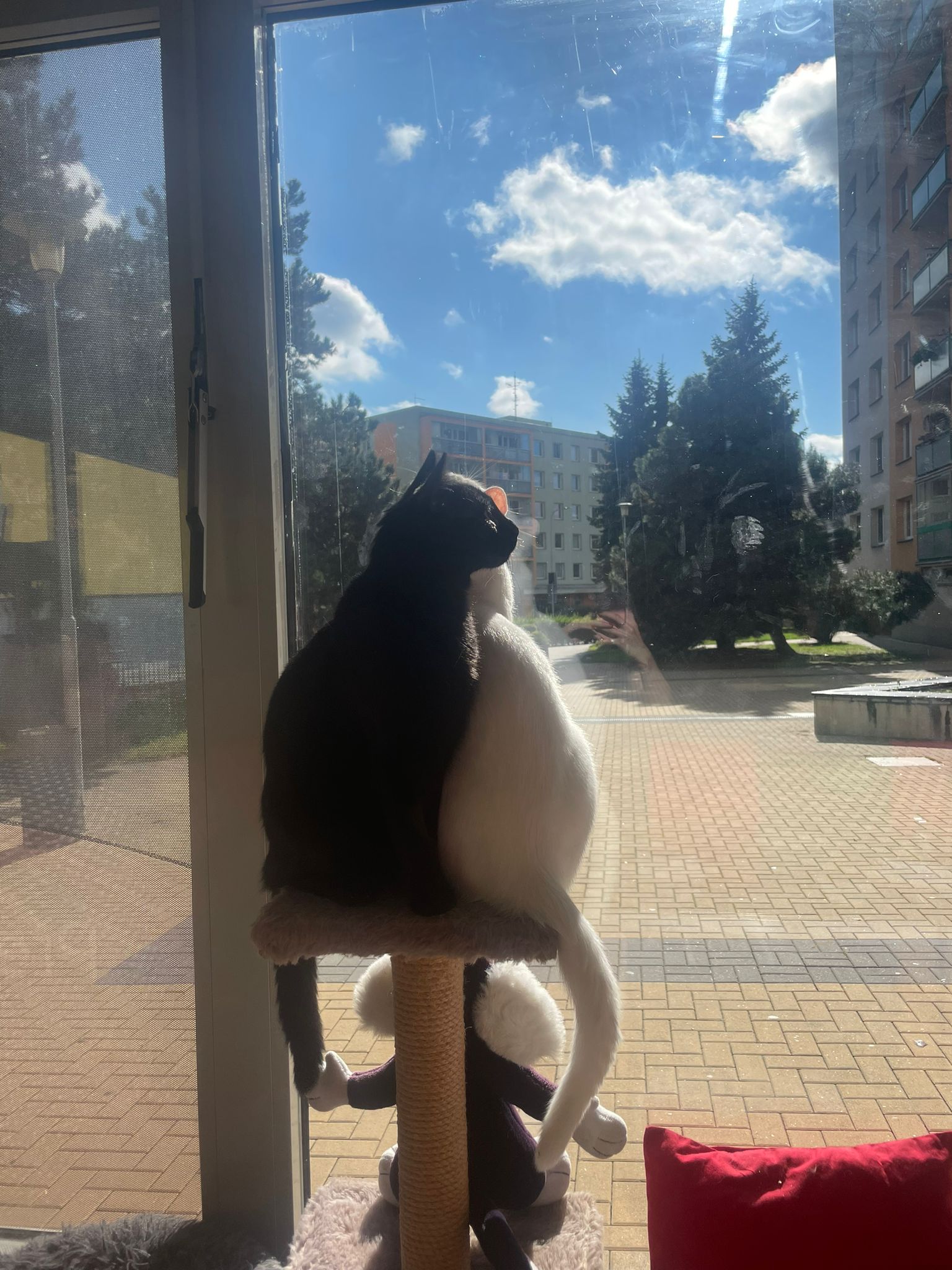 Kočičí kavárna Pohoda foto 2