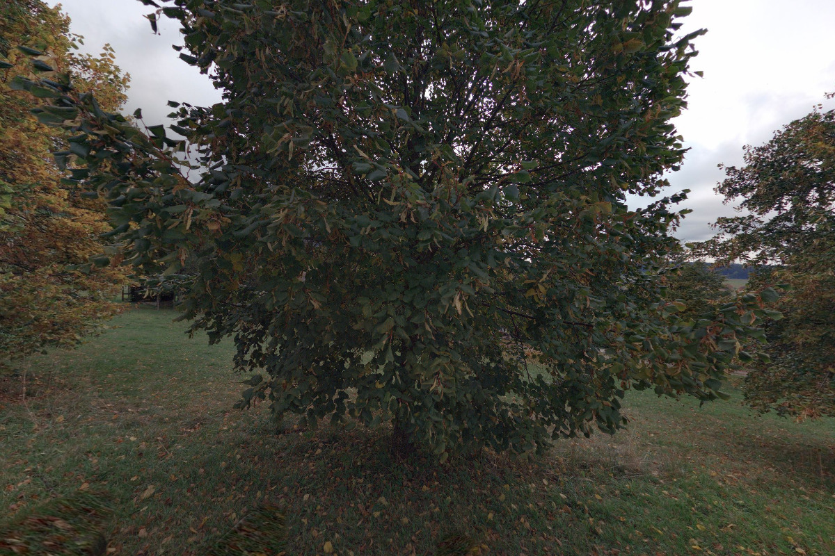 Restaurace - Chata pod Lipami foto 4