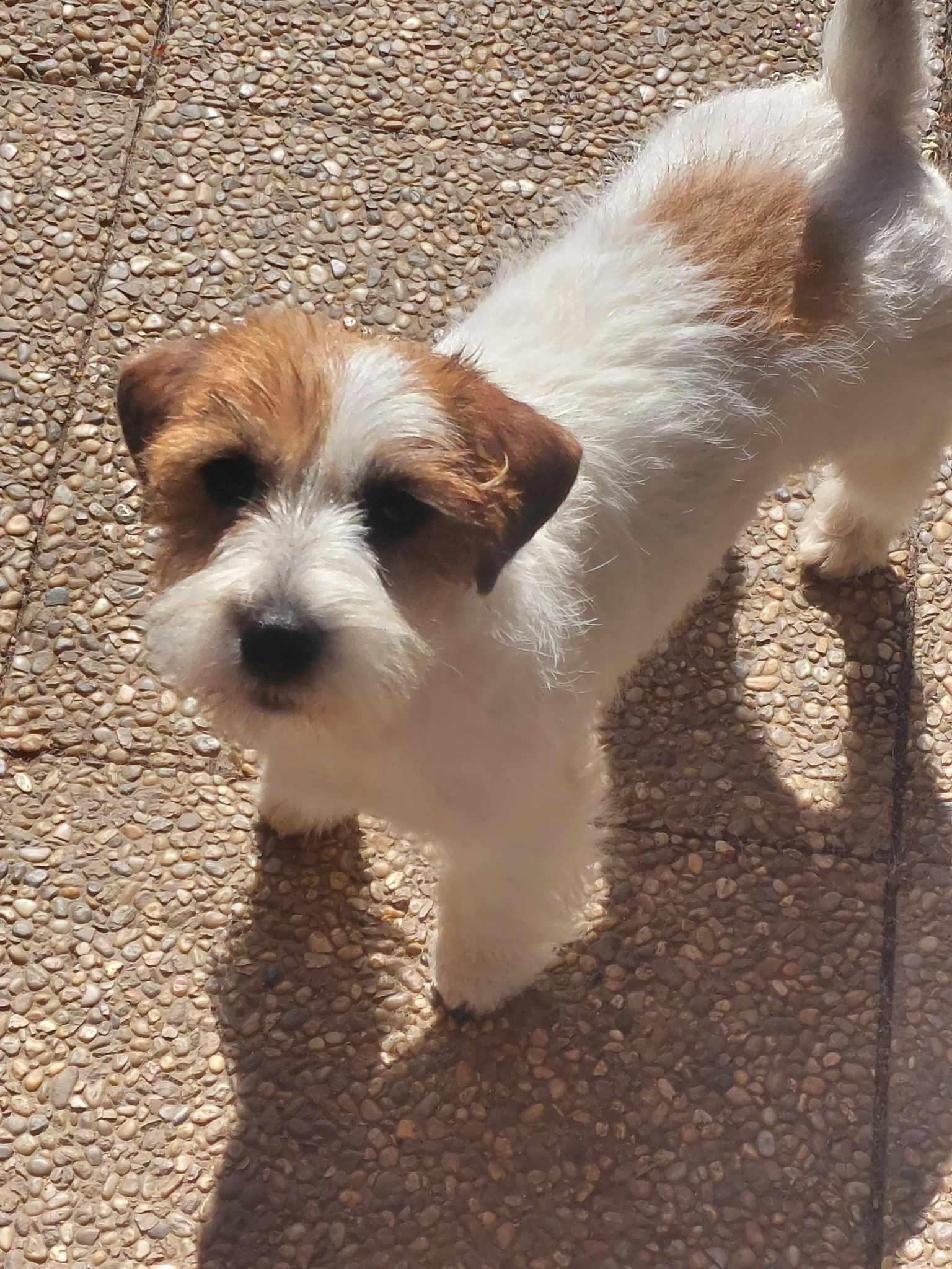 Psí salon Allgroom foto 5