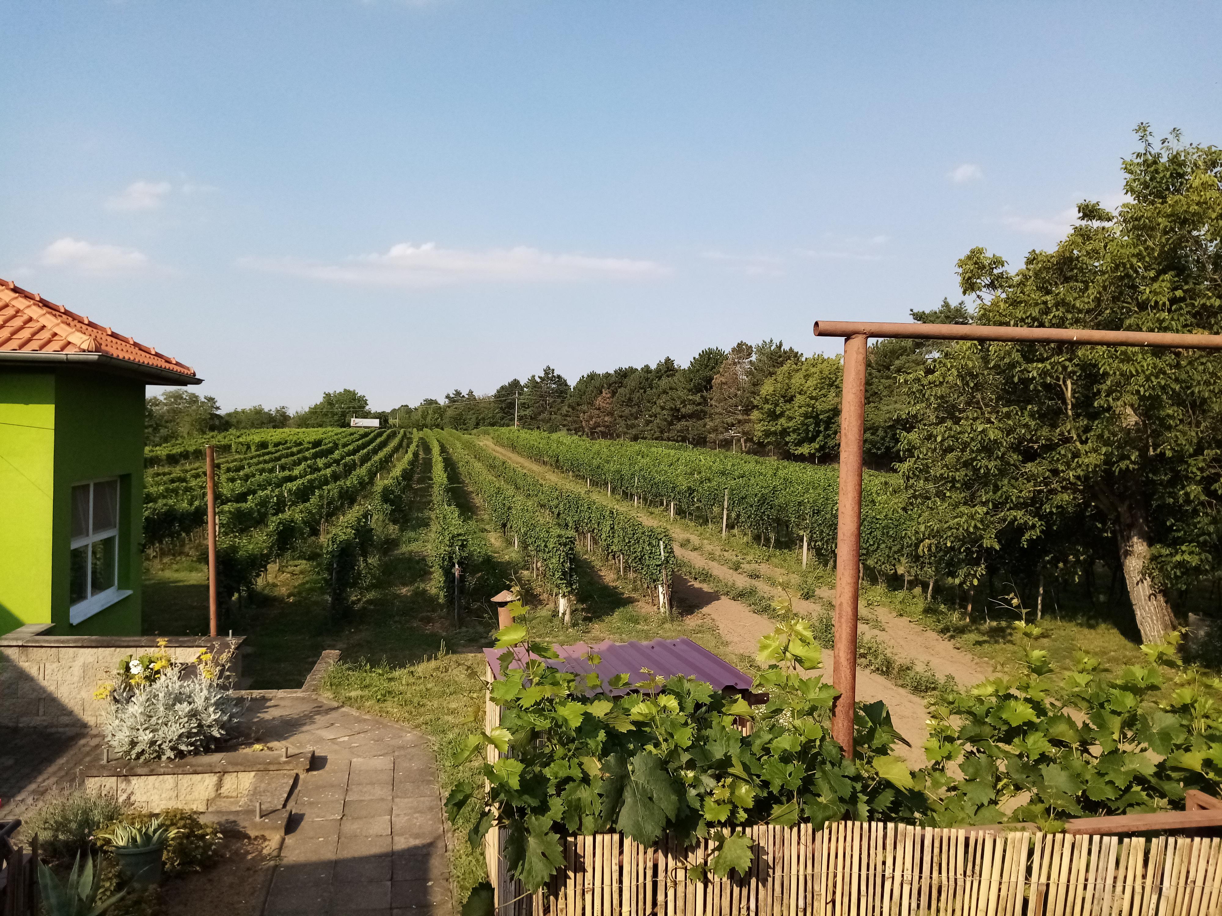 Penzion Vinařství Maláník-Osička foto 5