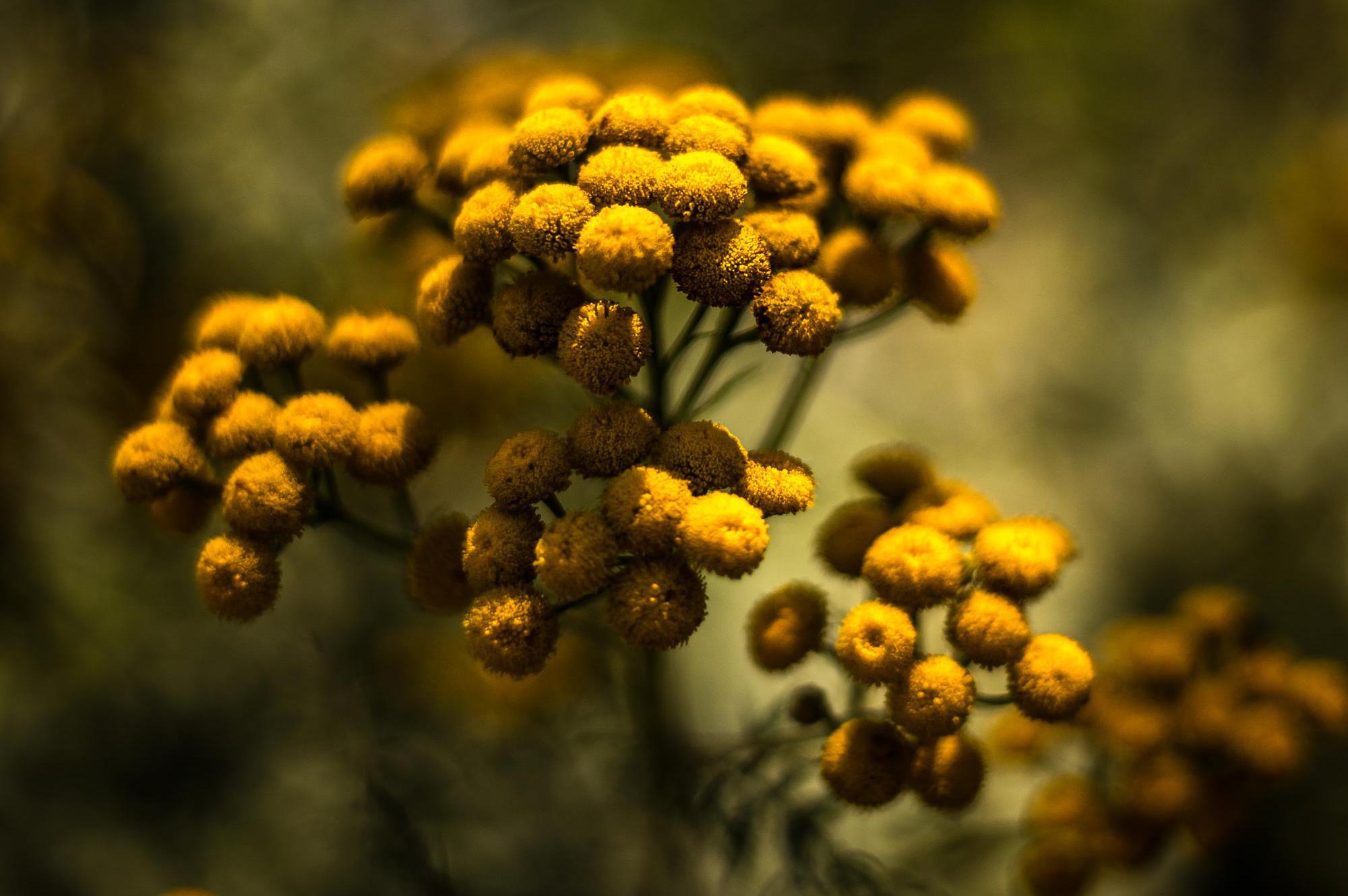 Údržba zahrad Jakub Jacko foto 1